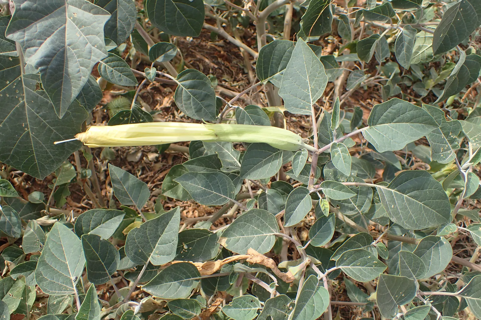 Sacred Datura (Datura wrightii) — It has a sprawling habit, often spreading 2 to 4 feet in width and growing up to 1 to 3 feet in height