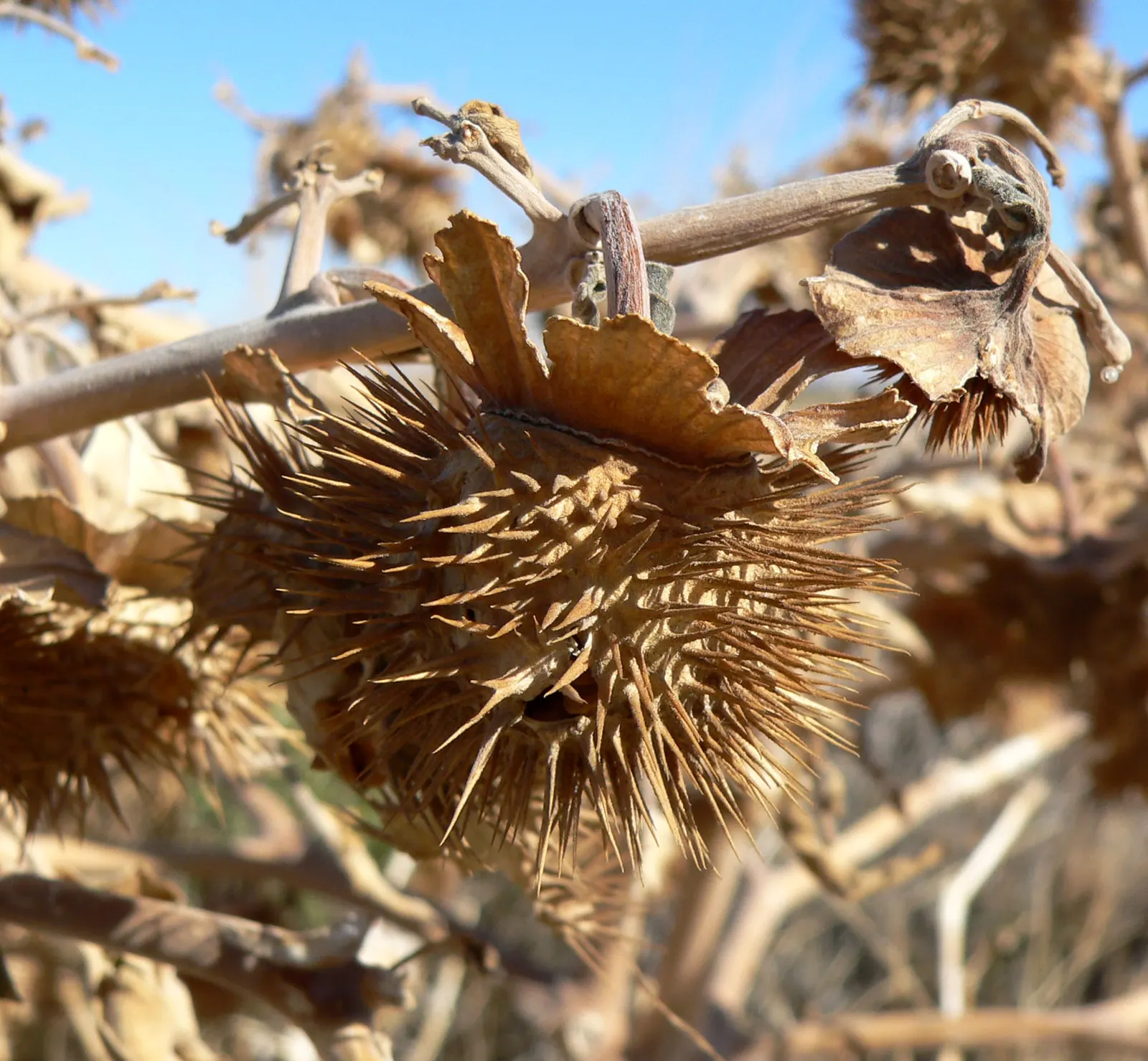 Sacred Datura (Datura wrightii) — consider its mystical ambiance and potential size; it prefers well-draining soil, image 88