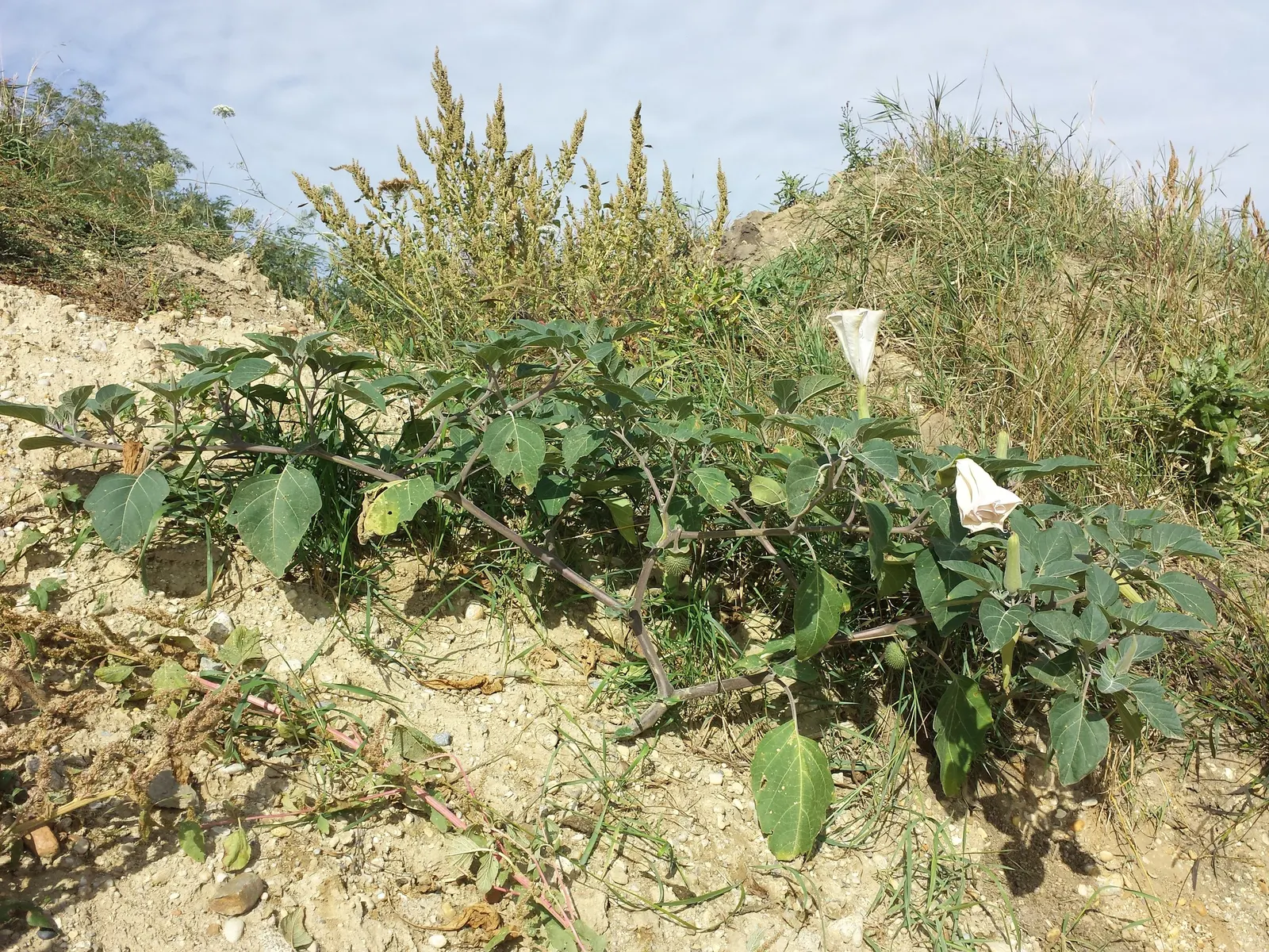 Sacred Datura (Datura wrightii) — This night-bloomer is drought-tolerant, prefers full sun, and thrives in USDA zones 9-11; the plant typically, image 95
