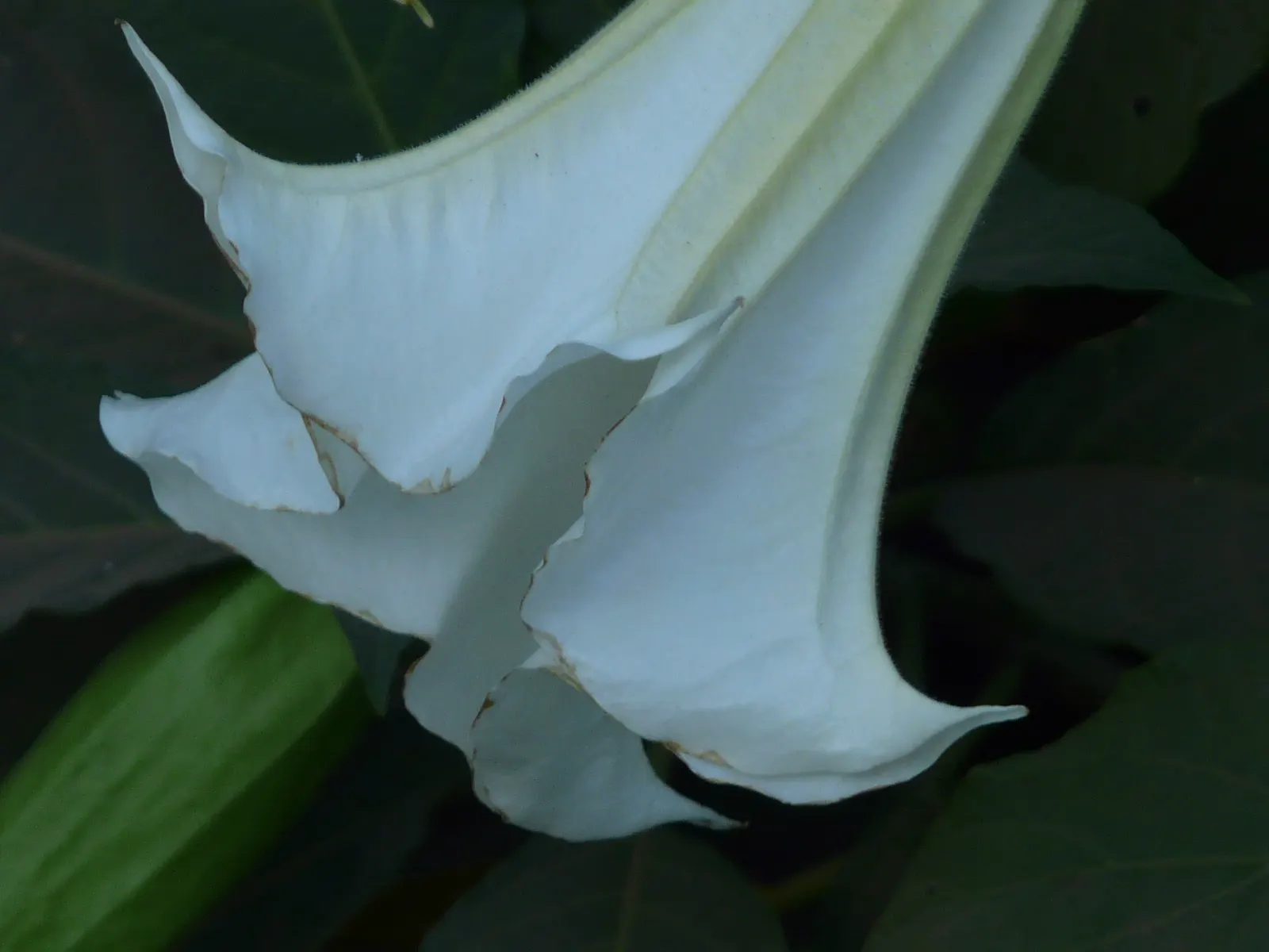 Sacred Datura (Datura wrightii) — making it a practical choice for xeriscaping