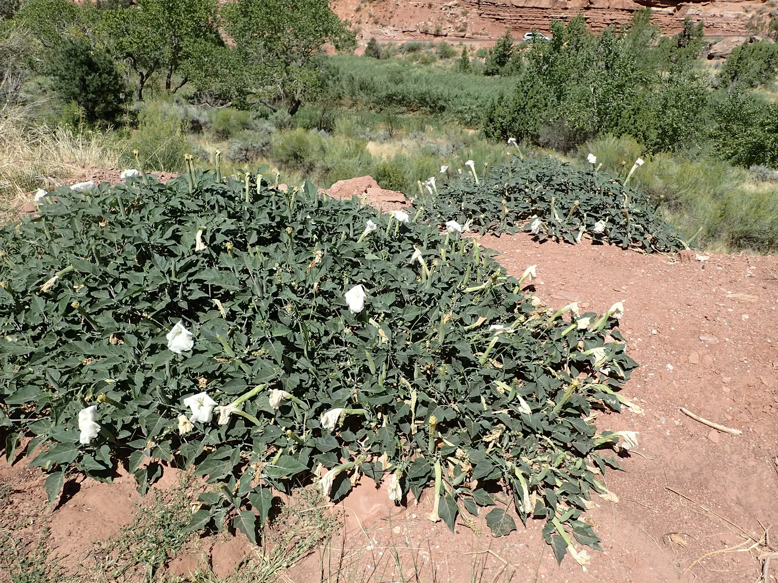 Sacred Datura (Datura wrightii) — Typically, the blooms are a brilliant white, although subtle shades of violet may also be apparent; reveling in, image 78