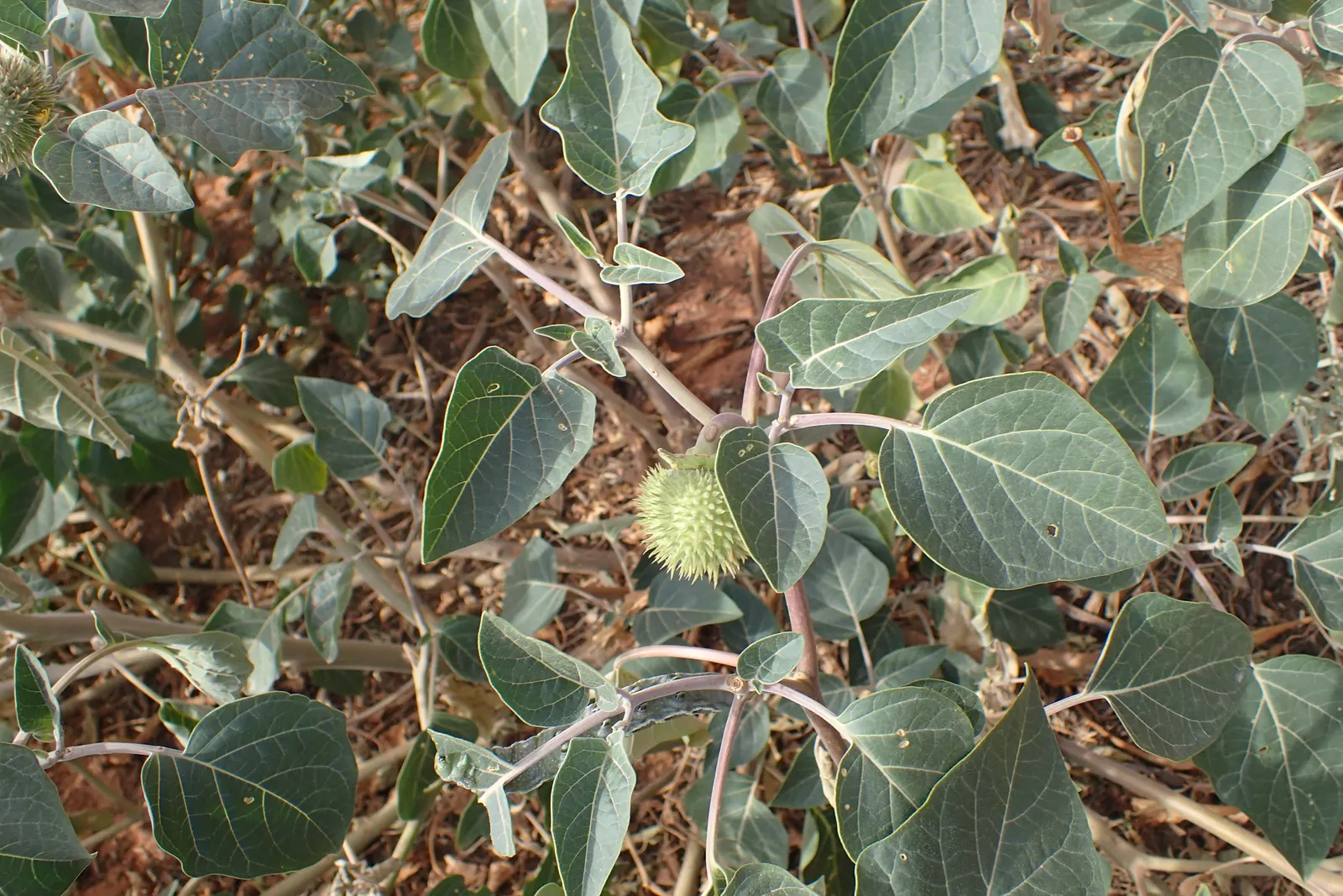 Sacred Datura (Datura wrightii) — Adds dramatic flair to xeriscapes and moon gardens; typically, the blooms are a brilliant white, although subtle, image 97