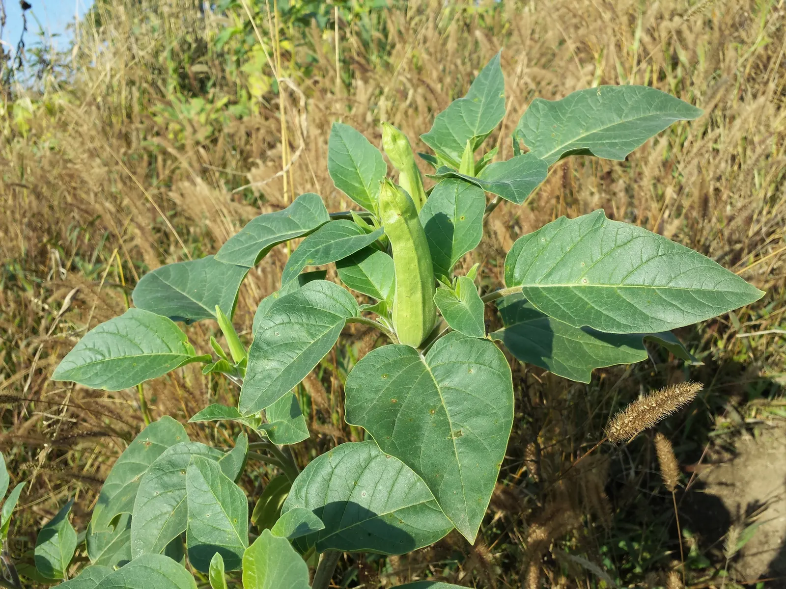 Sacred Datura (Datura wrightii) — ground cover / vine for full; ensuring it complements both the aesthetic and safety of the surrounding space, image 69