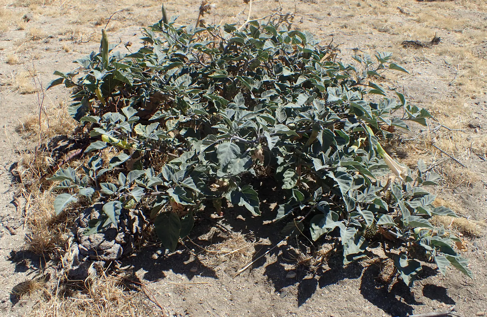 Sacred Datura (Datura wrightii) — trumpet-shaped white to lavender flowers; caution: all parts are toxic if ingested