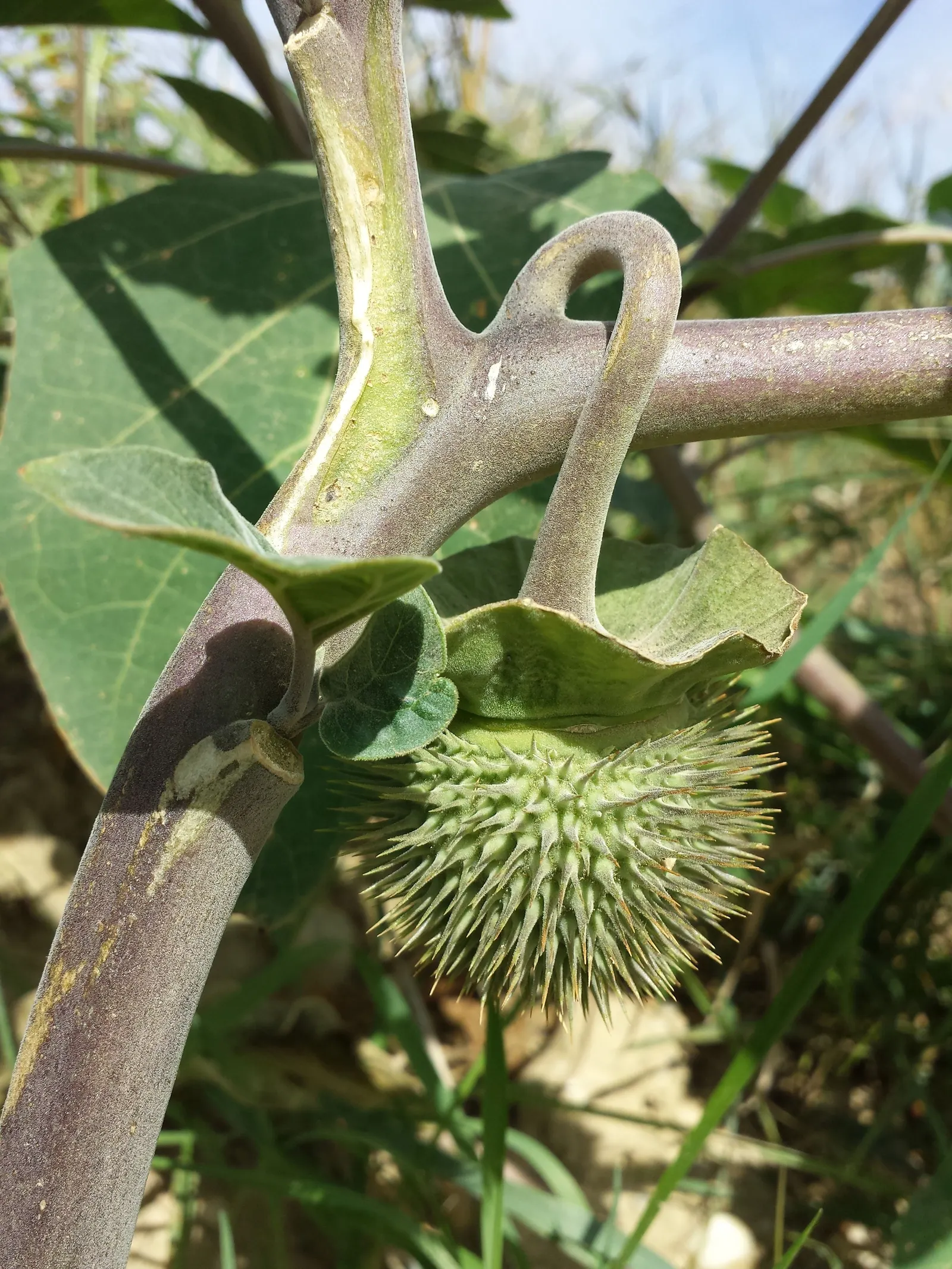 Sacred Datura (Datura wrightii) — reveling in full sun to partial shade; this night-bloomer is drought-tolerant, prefers full sun, and thrives in, image 60
