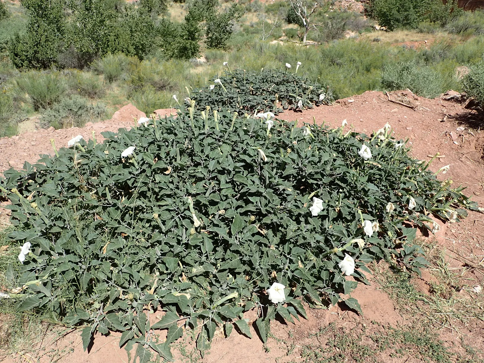 Sacred Datura (Datura wrightii) — is a resilient and enchanting perennial plant that can add a layer of mystique to any landscape design; ground, image 53