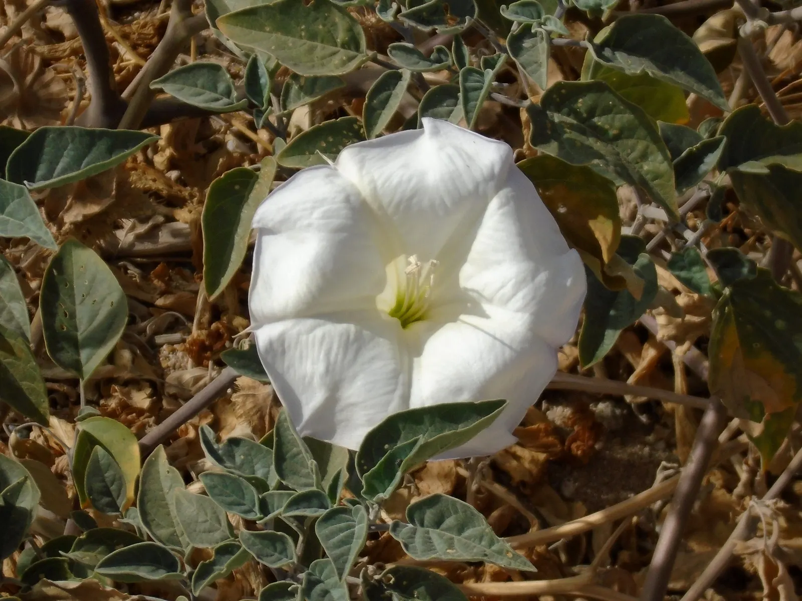 Sacred Datura (Datura wrightii) — is a resilient and enchanting perennial plant that can add a layer of mystique to any landscape design; ground cover / vine