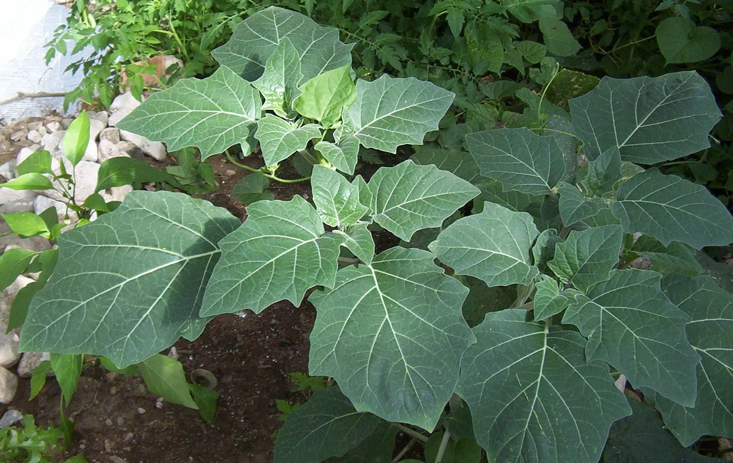 Sacred Datura (Datura wrightii) — Datura wrightii is drought-tolerant; white flowers in the garden, image 79