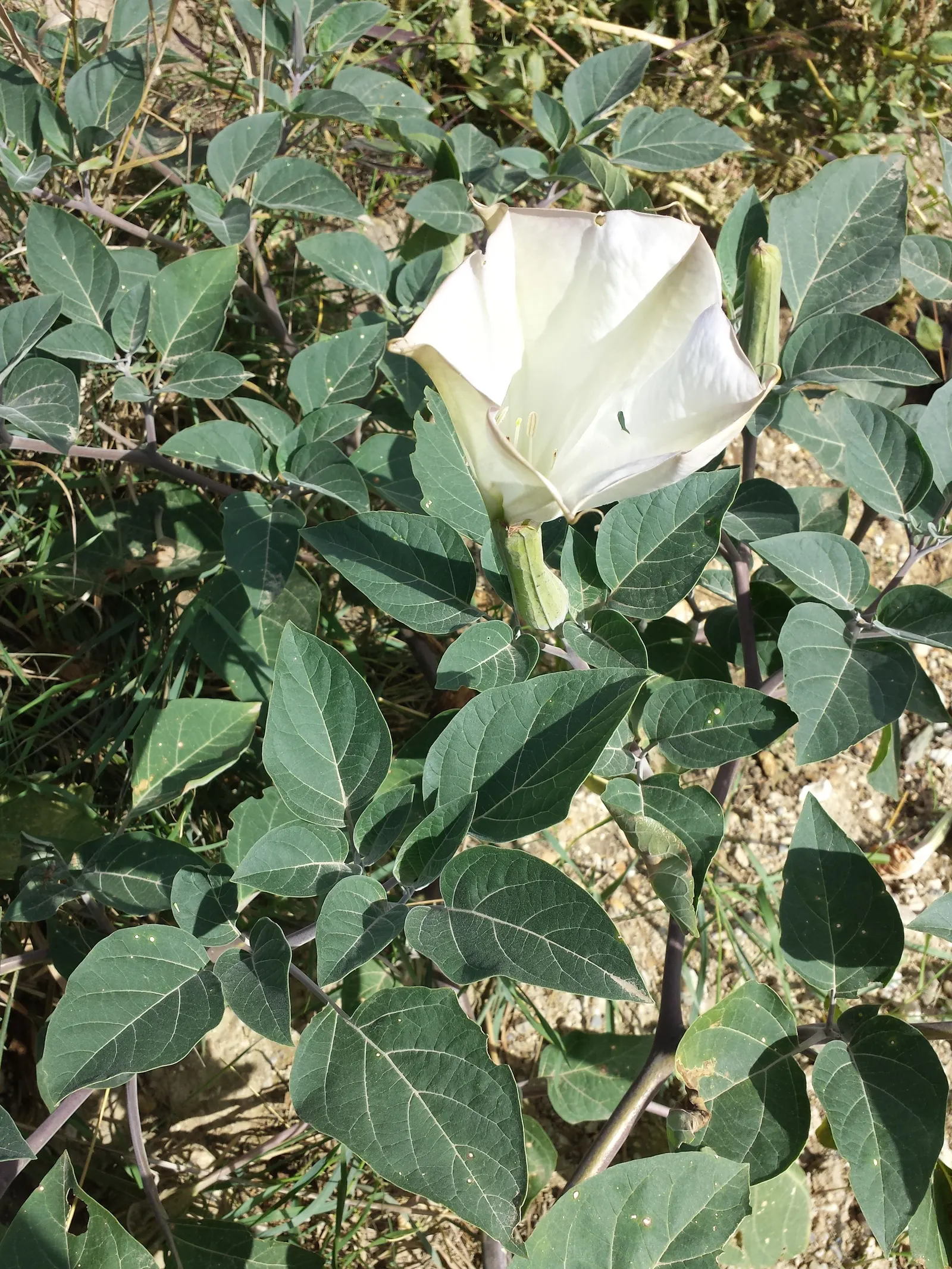 Sacred Datura (Datura wrightii) — Datura wrightii is drought-tolerant; white flowers in the garden, image 56