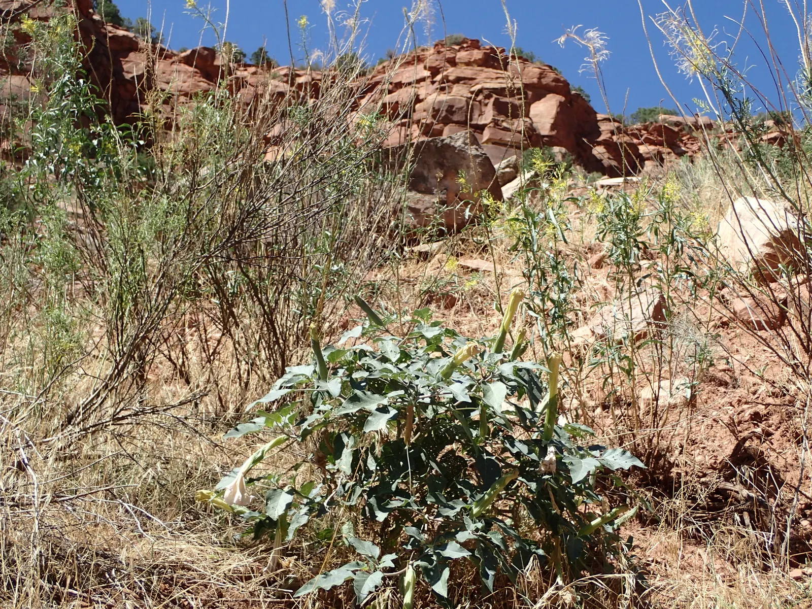 Sacred Datura (Datura wrightii) — Its spread can reach 4 ft across, with dark green leaves up to 8 inches in length