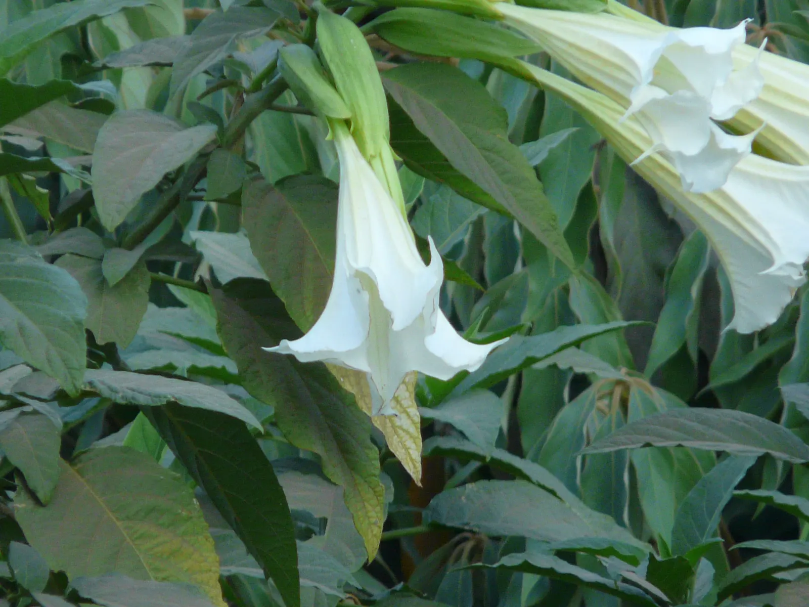Sacred Datura (Datura wrightii) — The plant typically blooms from late spring until fall; it boasts large, trumpet-shaped flowers that exude an intense