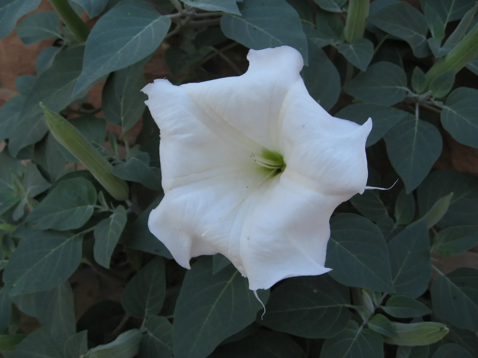 Sacred Datura (Datura wrightii) — ground cover / vine with white blooms