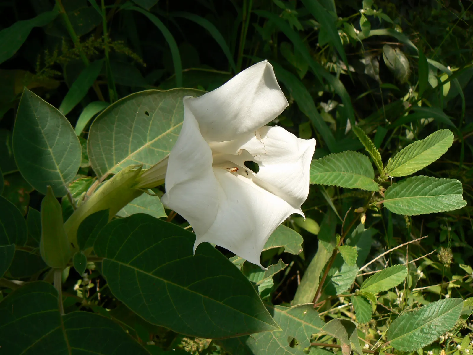 Sacred Datura (Datura wrightii) — is a resilient and enchanting perennial plant that can add a layer of mystique to any landscape design