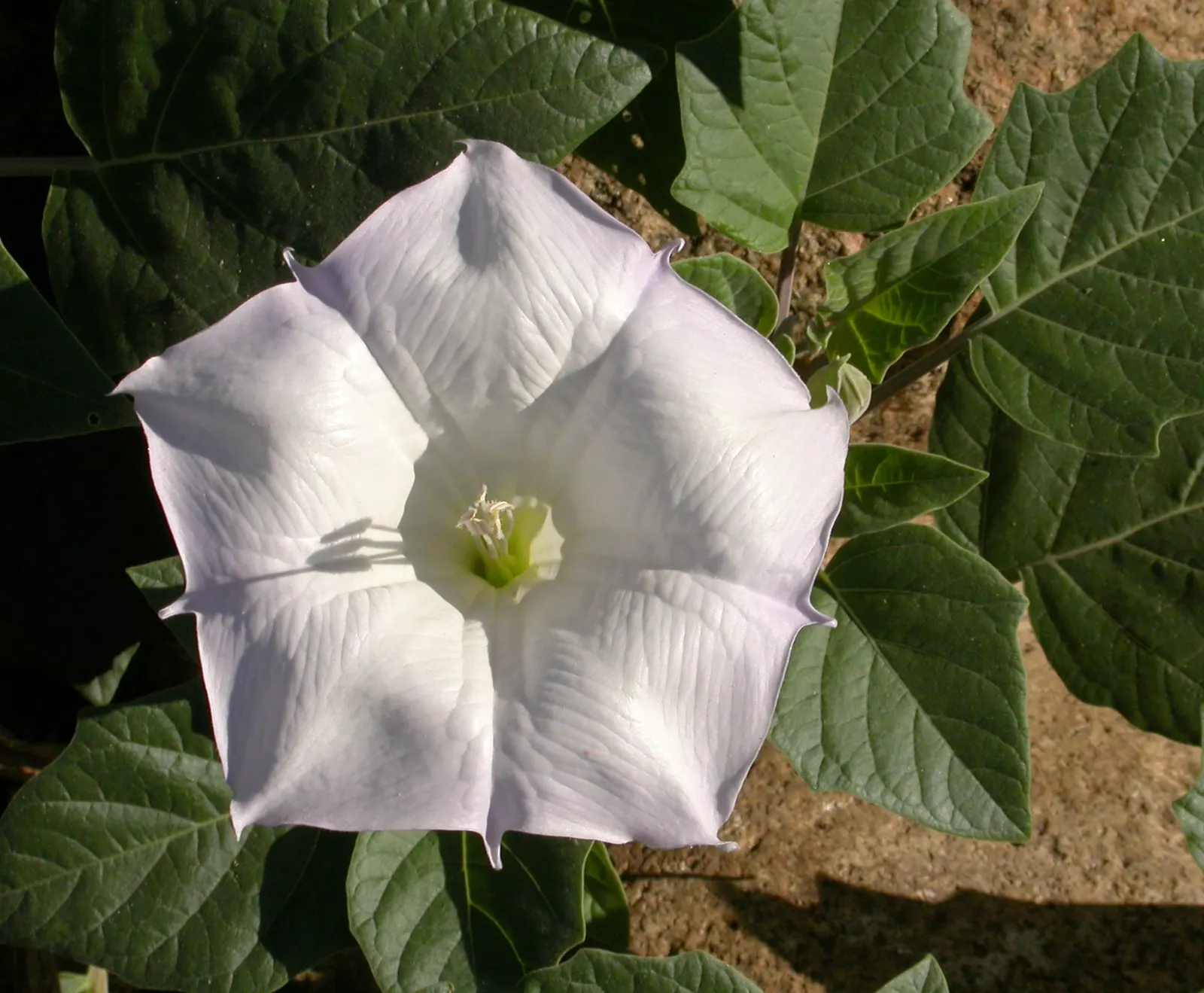 Sacred Datura (Datura wrightii) — All parts of the plant contain poisonous alkaloids that can be harmful if ingested; consider its mystical, image 82