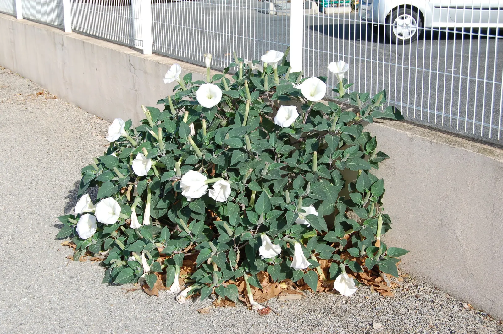 Sacred Datura (Datura wrightii) — reveling in full sun to partial shade