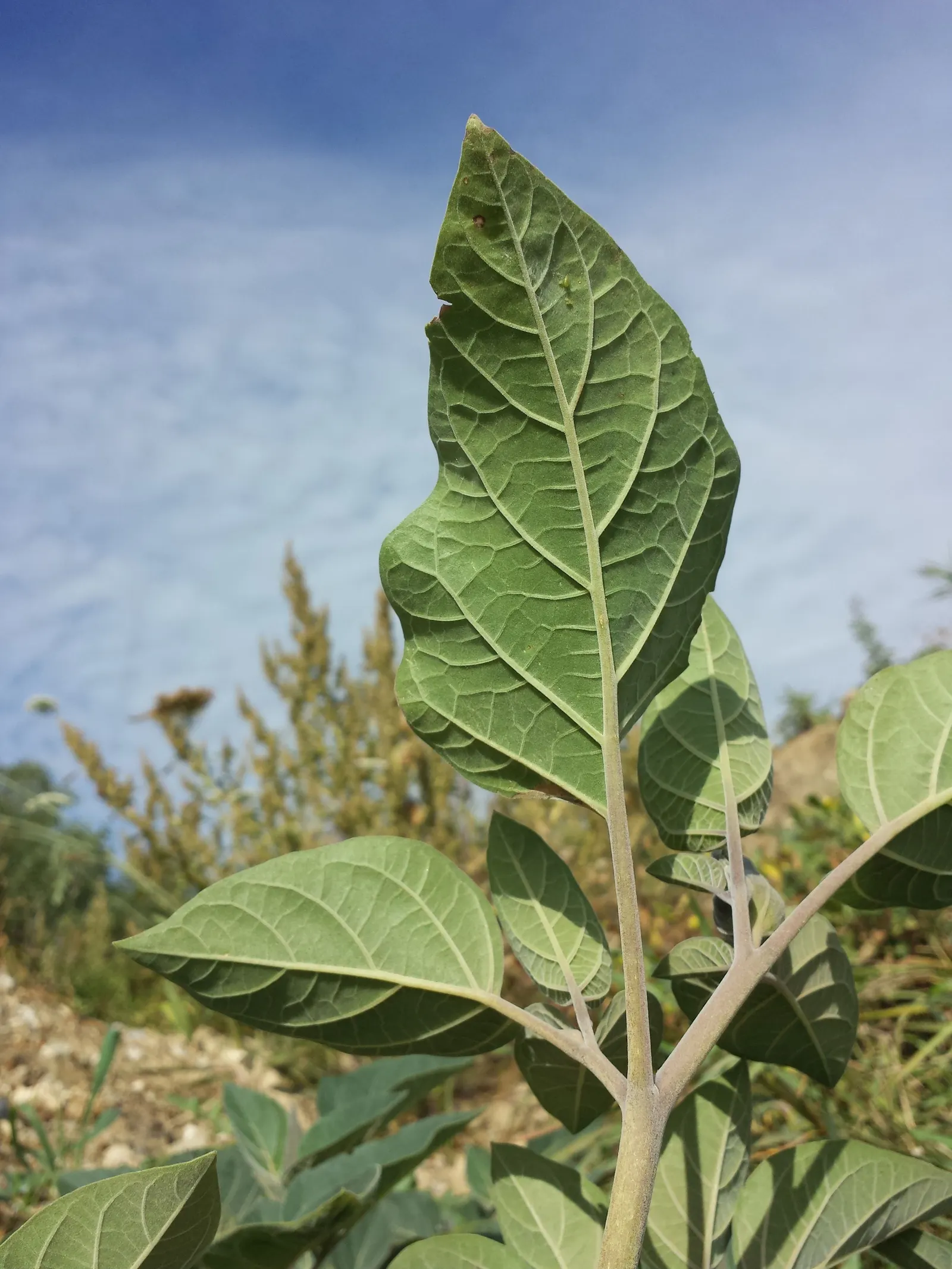 Sacred Datura (Datura wrightii) — Caution: all parts are toxic if ingested; its spread can reach 4 ft across, with dark green leaves up to 8 inches, image 73