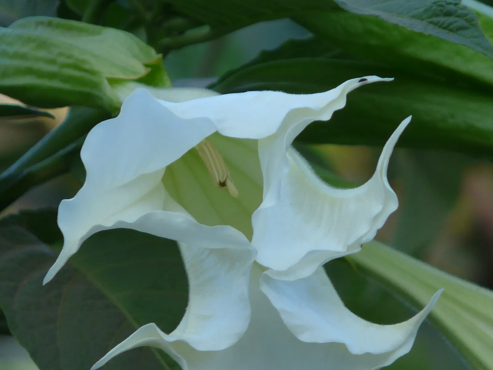 Sacred Datura (Datura wrightii) — Typically, the blooms are a brilliant white, although subtle shades of violet may also be apparent; reveling in, image 55