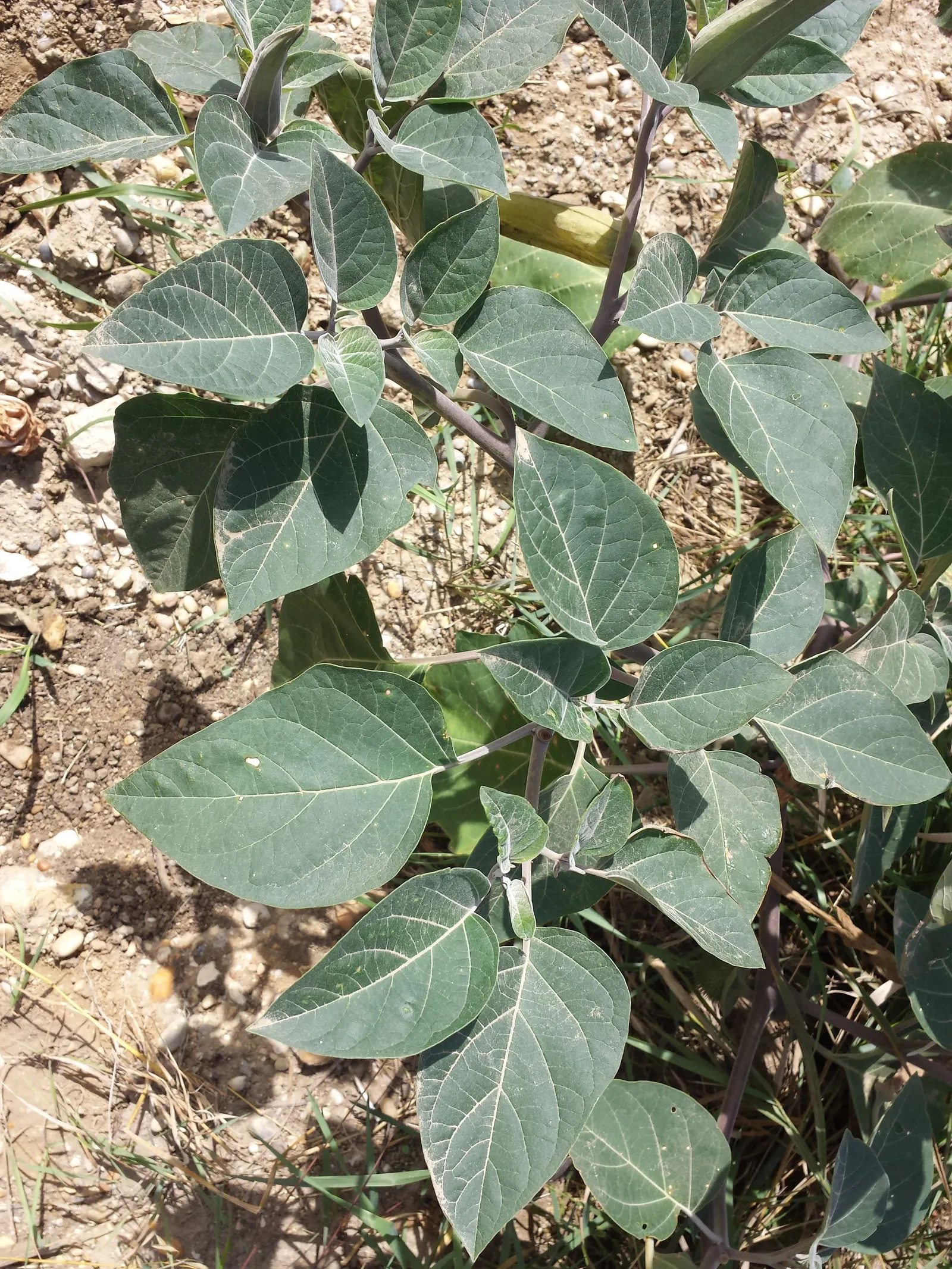 Sacred Datura (Datura wrightii) — is a resilient and enchanting perennial plant that can add a layer of mystique to any landscape design; ground, image 76