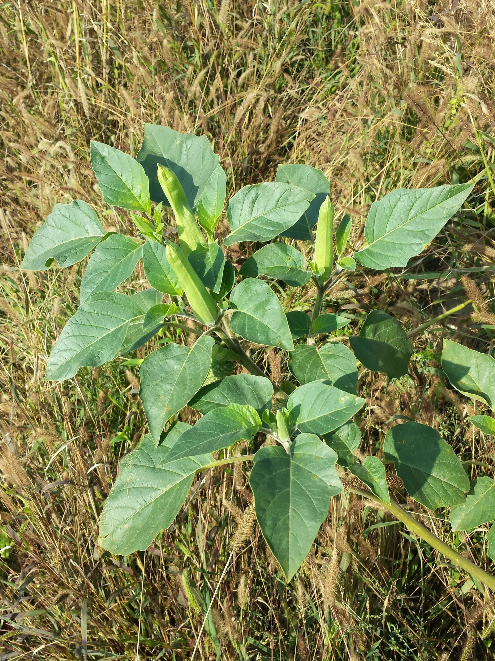 Sacred Datura (Datura wrightii) — Its spread can reach 4 ft across, with dark green leaves up to 8 inches in length; making it a practical choice, image 48