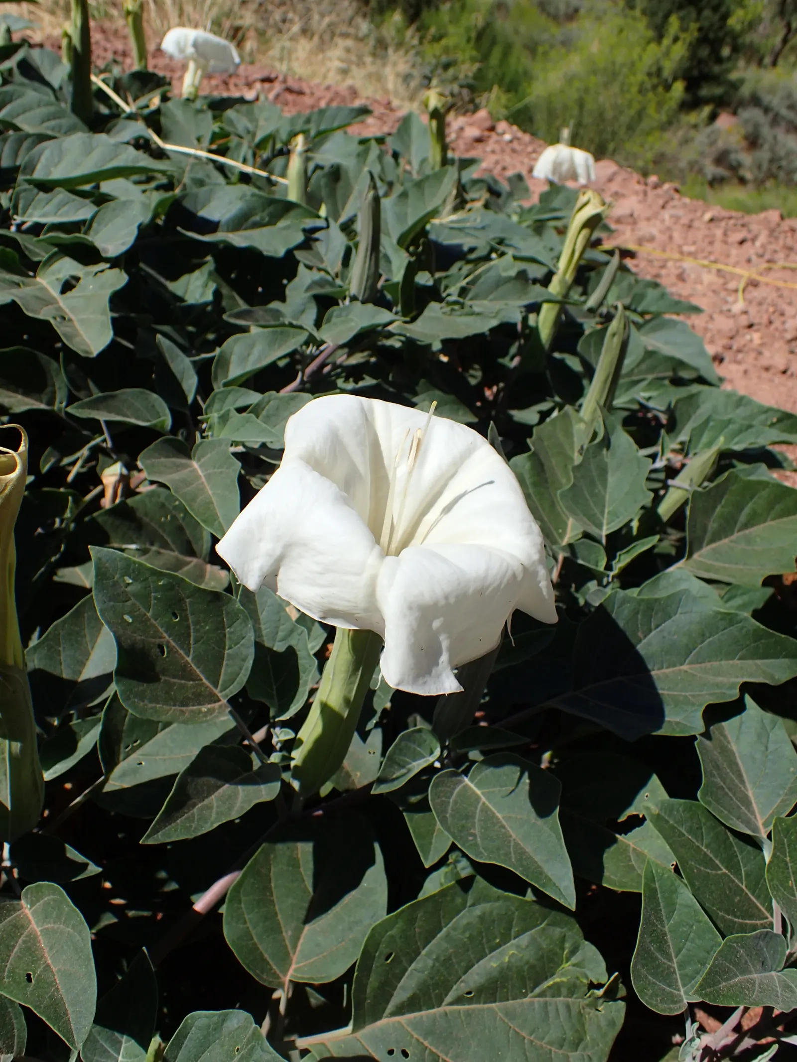 Sacred Datura (Datura wrightii) — Adds dramatic flair to xeriscapes and moon gardens; typically, the blooms are a brilliant white, although subtle, image 74