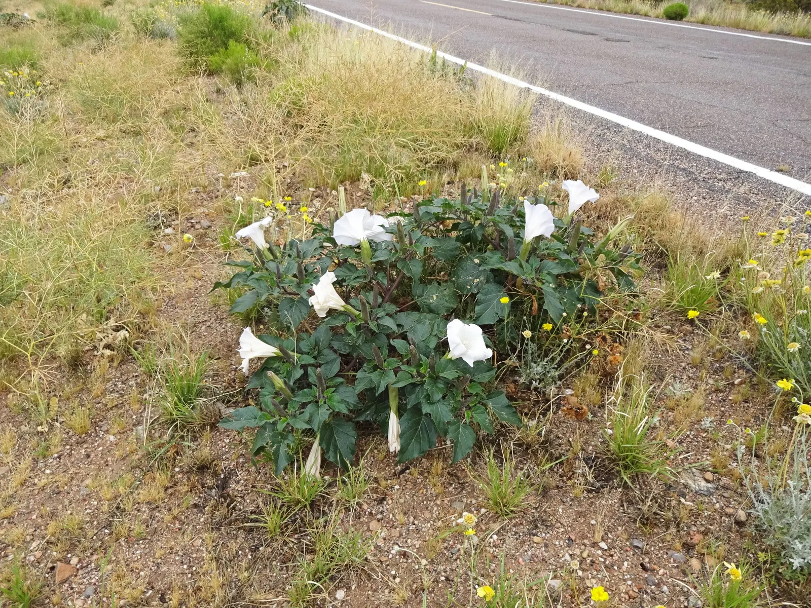 Sacred Datura (Datura wrightii) — and while it is tolerant of poor soil quality; moderate fertility will encourage more robust growth, image 85