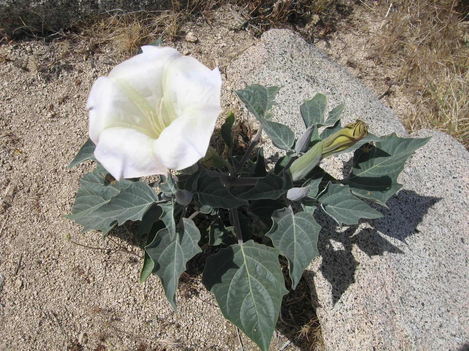 Sacred Datura (Datura wrightii) — This night-bloomer is drought-tolerant, prefers full sun, and thrives in USDA zones 9-11