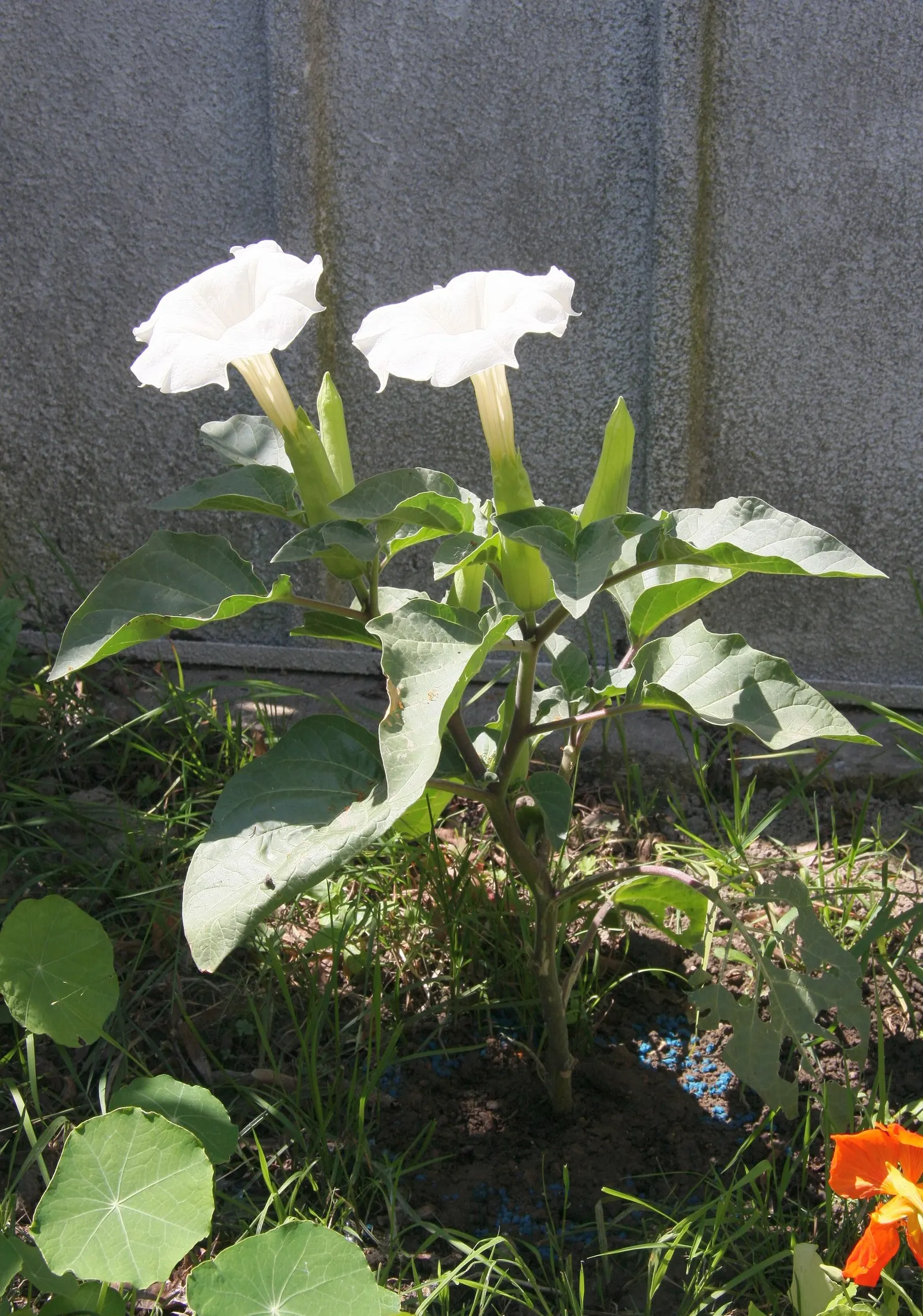 Sacred Datura (Datura wrightii) — Caution: all parts are toxic if ingested; its spread can reach 4 ft across, with dark green leaves up to 8 inches in length