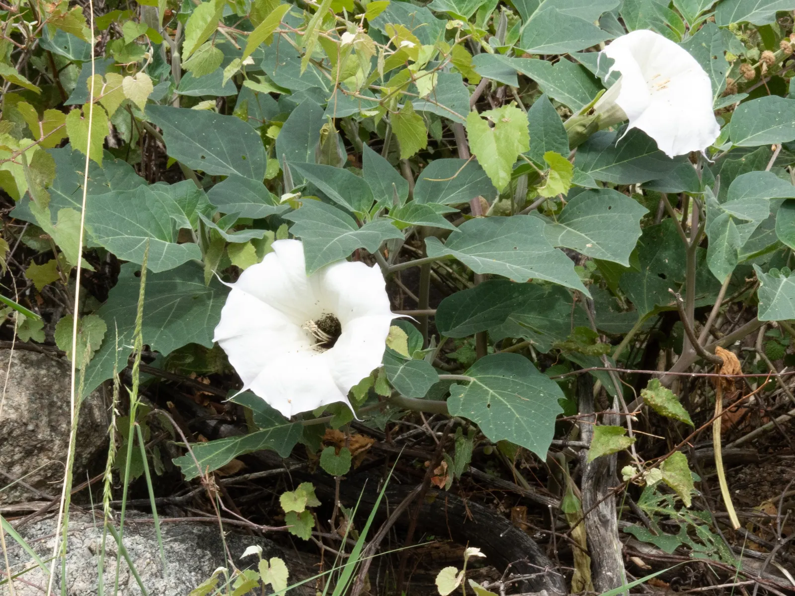 Sacred Datura (Datura wrightii) — All parts of the plant contain poisonous alkaloids that can be harmful if ingested
