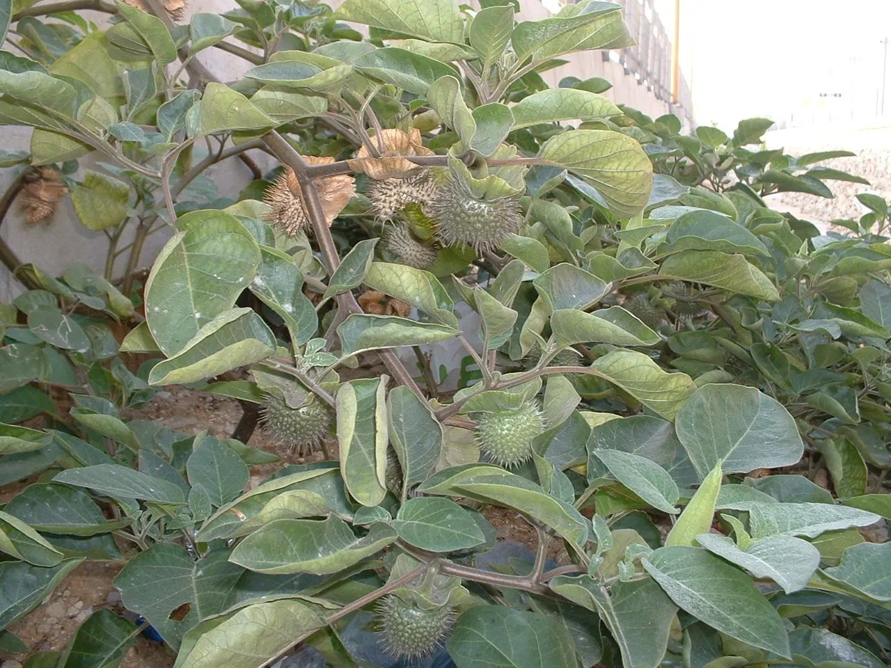 Sacred Datura (Datura wrightii) — ensuring it complements both the aesthetic and safety of the surrounding space