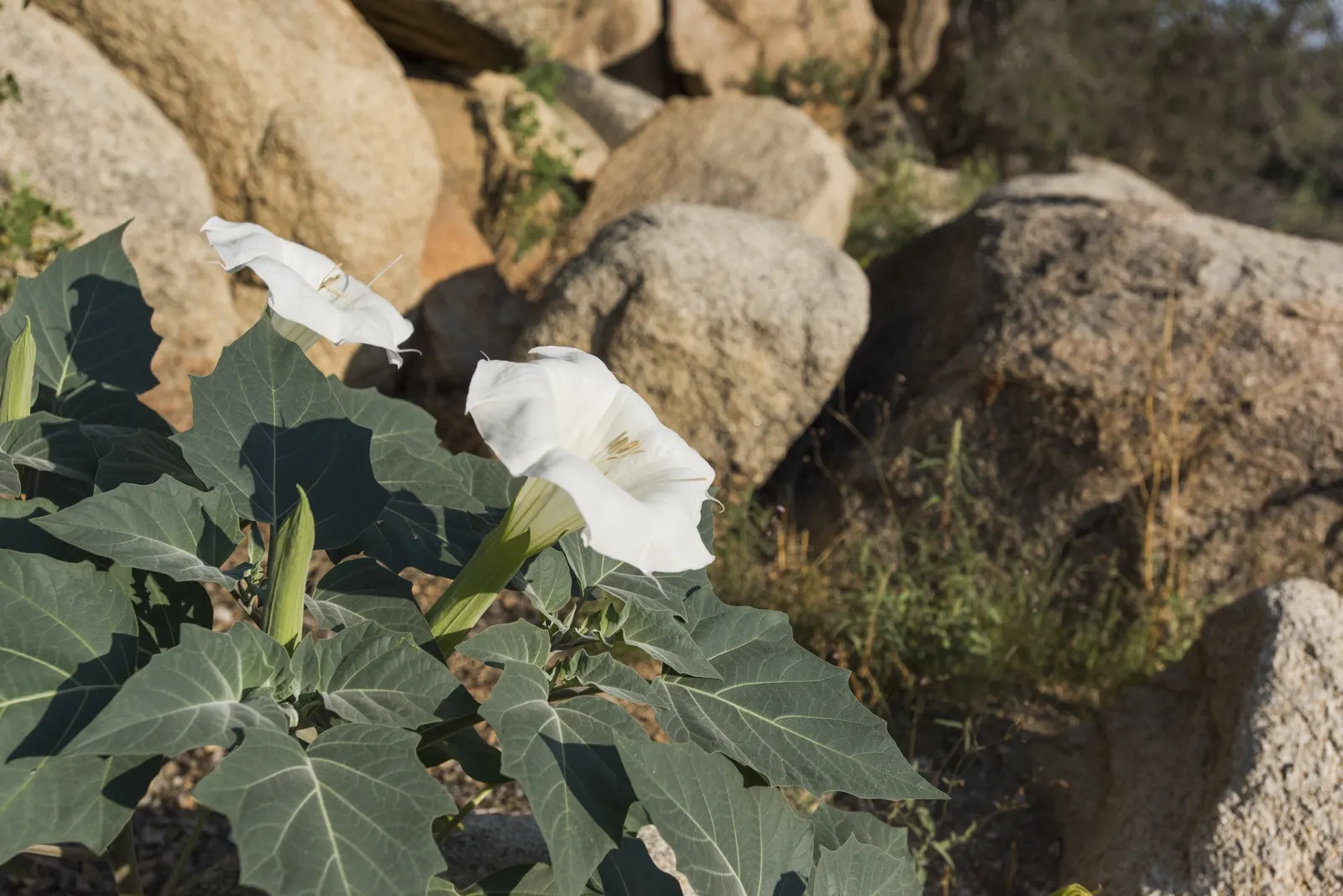 Sacred Datura (Datura wrightii) — and while it is tolerant of poor soil quality