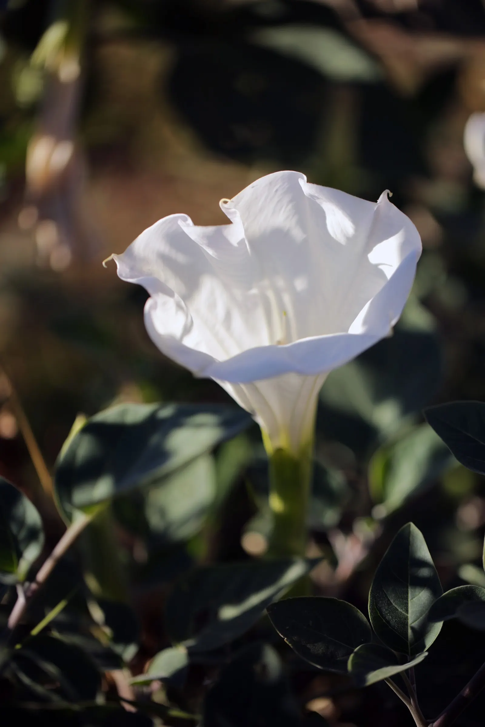 Sacred Datura (Datura wrightii) — scientifically known as Datura wrightii