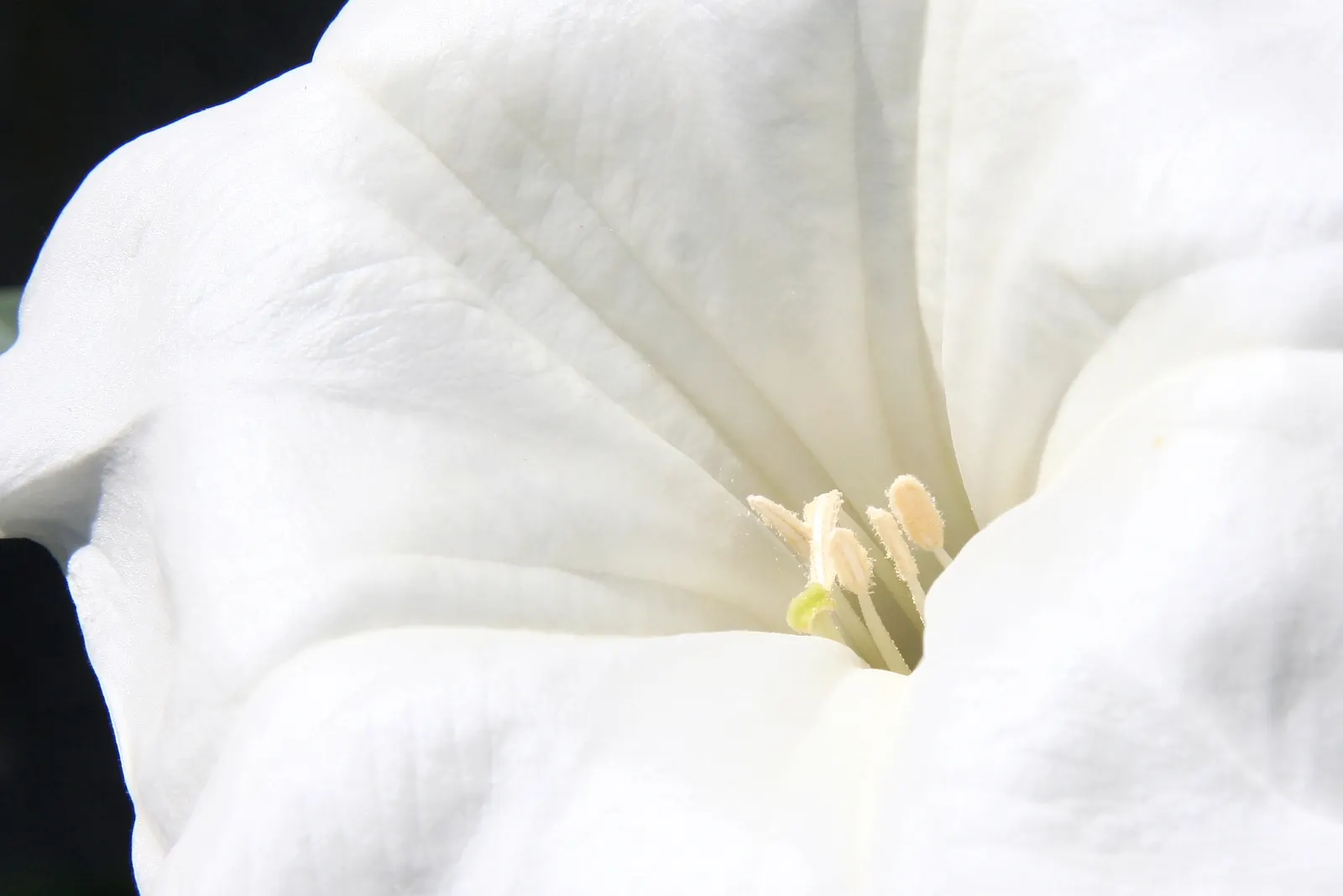 Sacred Datura (Datura wrightii) — All parts of the plant contain poisonous alkaloids that can be harmful if ingested; consider its mystical, image 59