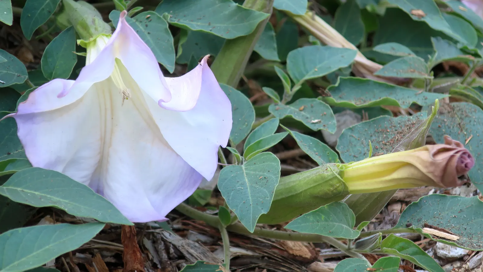 Sacred Datura (Datura wrightii) — It has a sprawling habit, often spreading 2 to 4 feet in width and growing up to 1 to 3 feet in height, image 58
