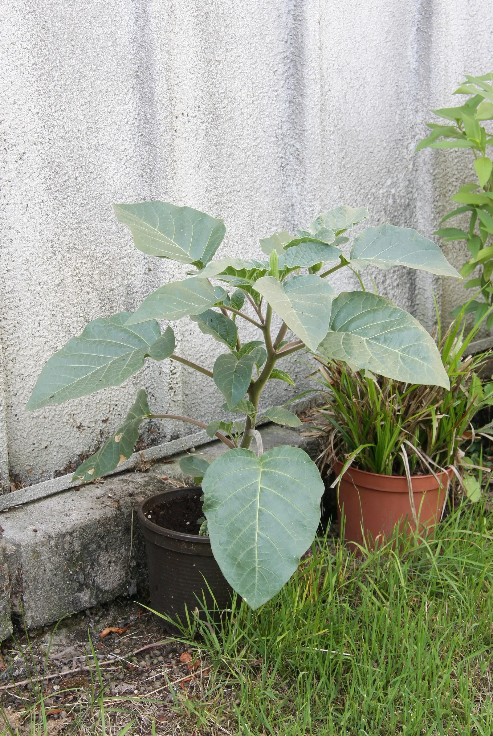 Sacred Datura (Datura wrightii) — reveling in full sun to partial shade; this night-bloomer is drought-tolerant, prefers full sun, and thrives in USDA zones