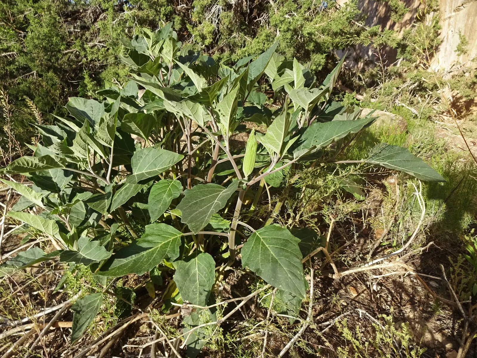 Sacred Datura (Datura wrightii) — ground cover / vine for full