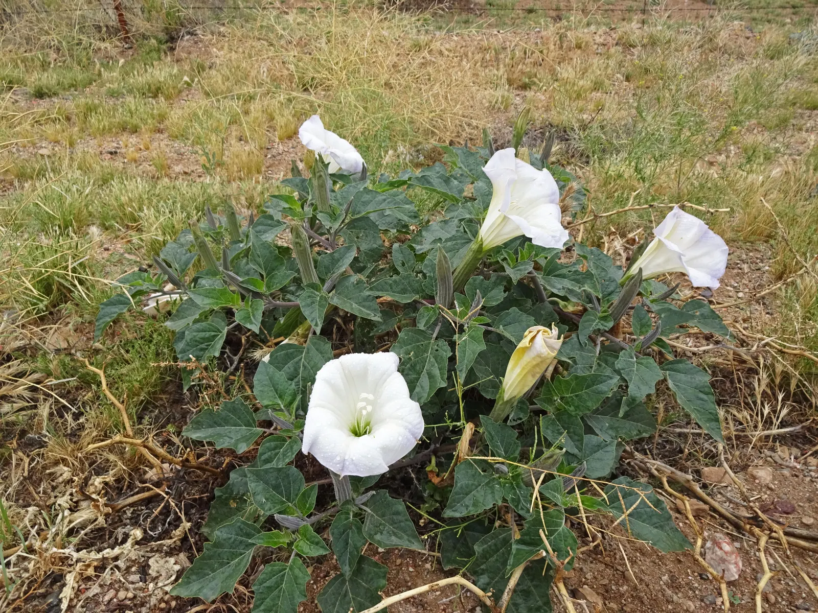 Sacred Datura (Datura wrightii) — It prefers well-draining soil