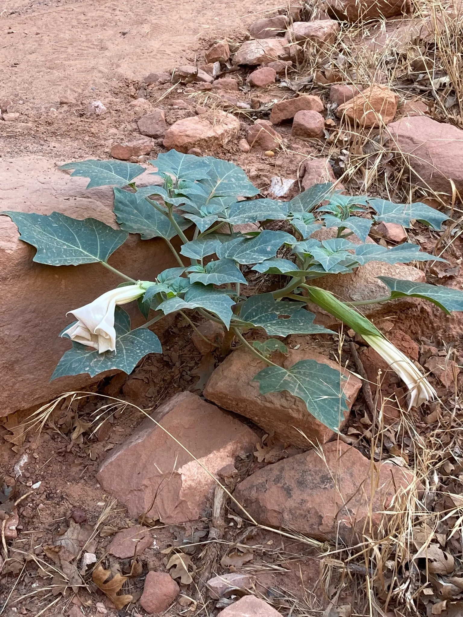 Sacred Datura (Datura wrightii) — making it a practical choice for xeriscaping; adds dramatic flair to xeriscapes and moon gardens, image 57