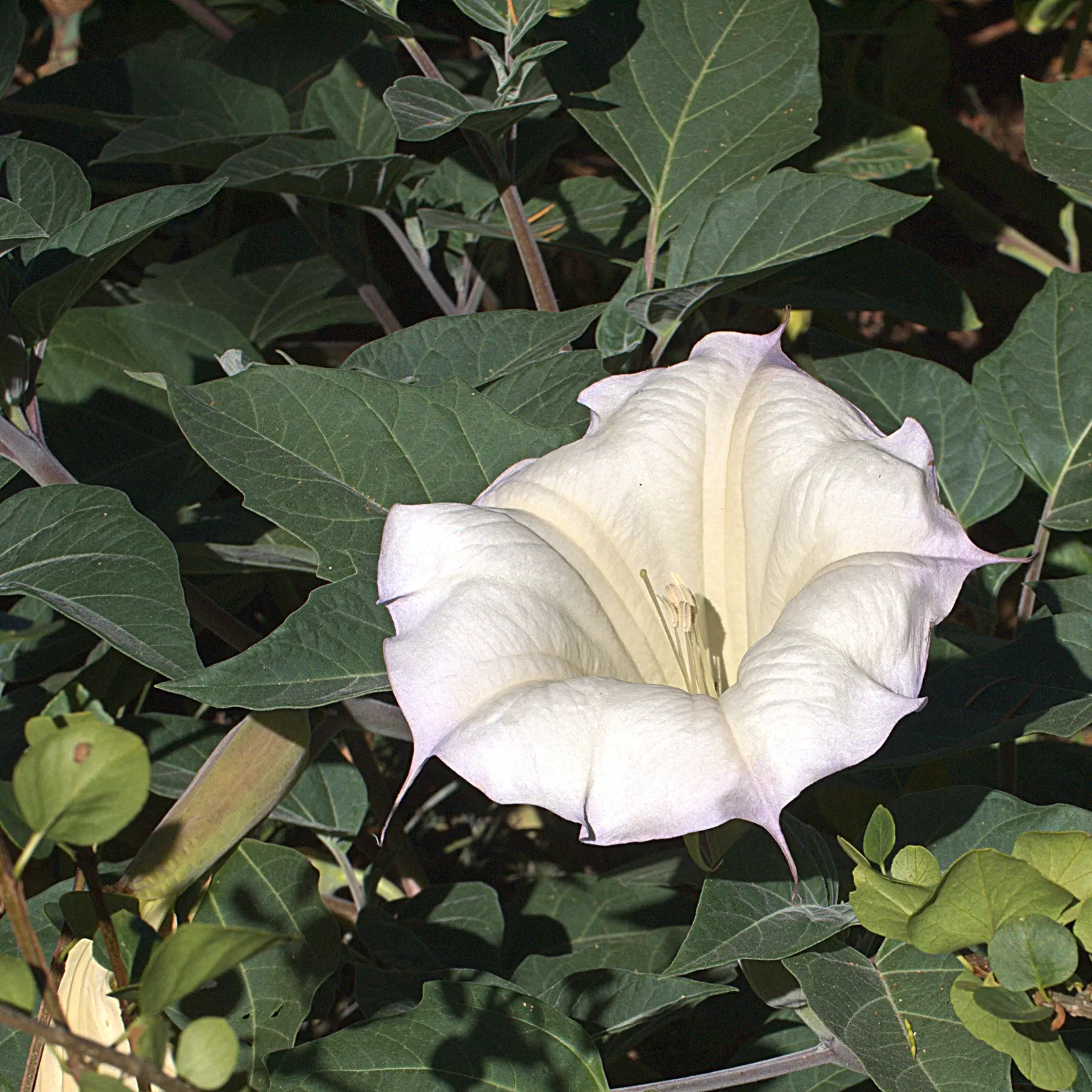 Sacred Datura (Datura wrightii) — moderate fertility will encourage more robust growth; trumpet-shaped white to lavender flowers, image 63