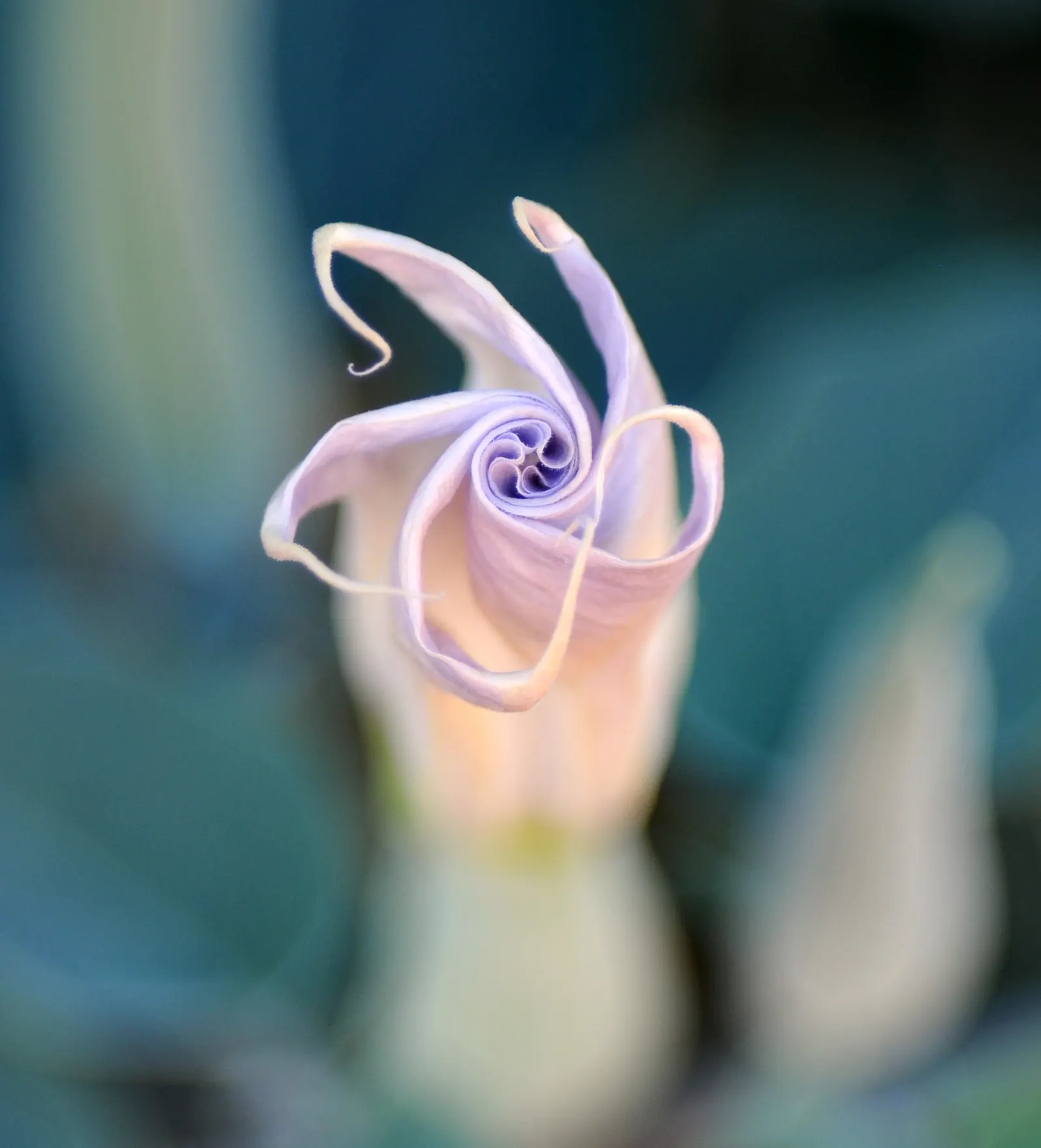 Sacred Datura (Datura wrightii) — white flowers in the garden