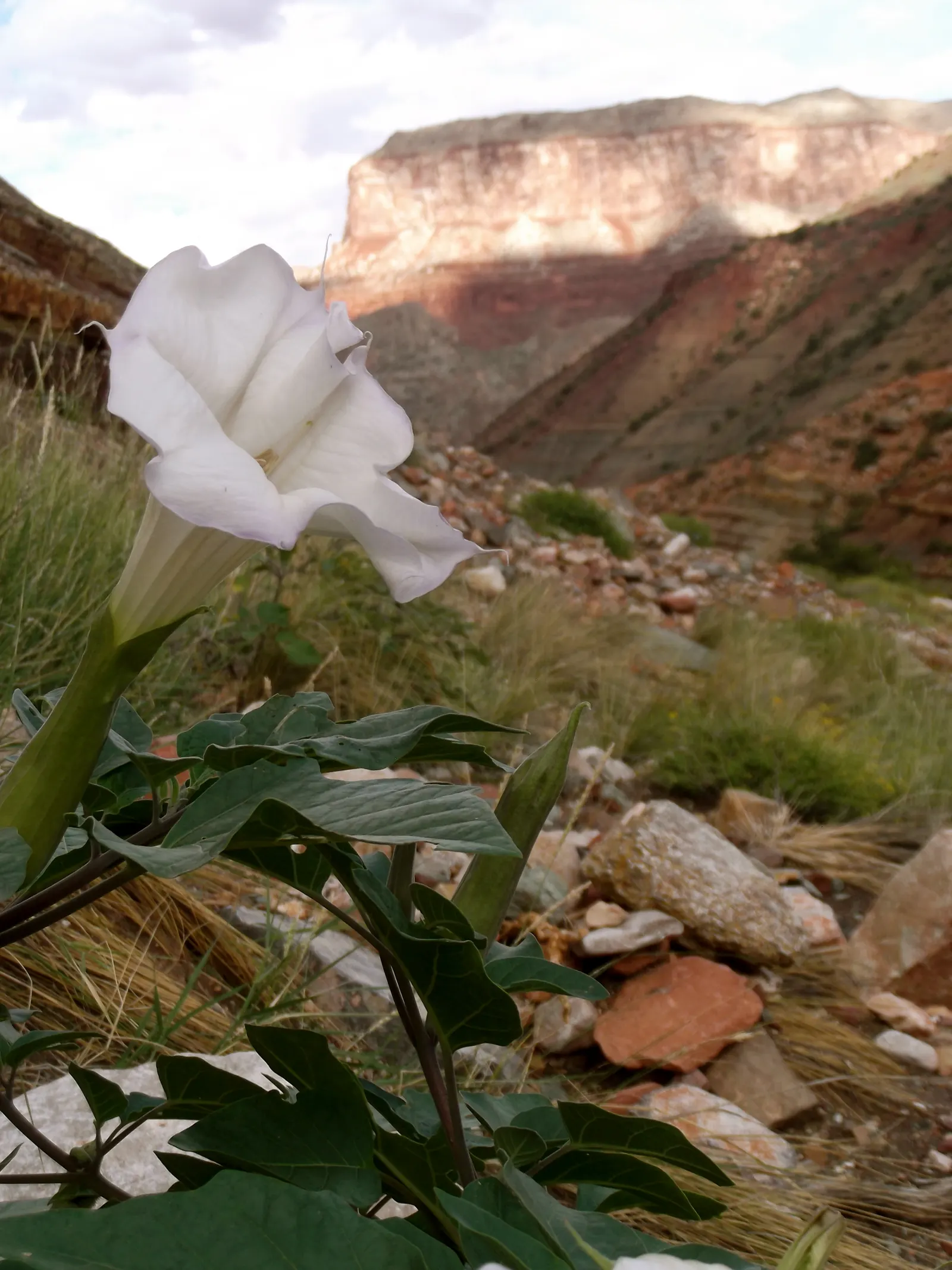 Sacred Datura (Datura wrightii) — scientifically known as Datura wrightii; and while it is tolerant of poor soil quality, image 52
