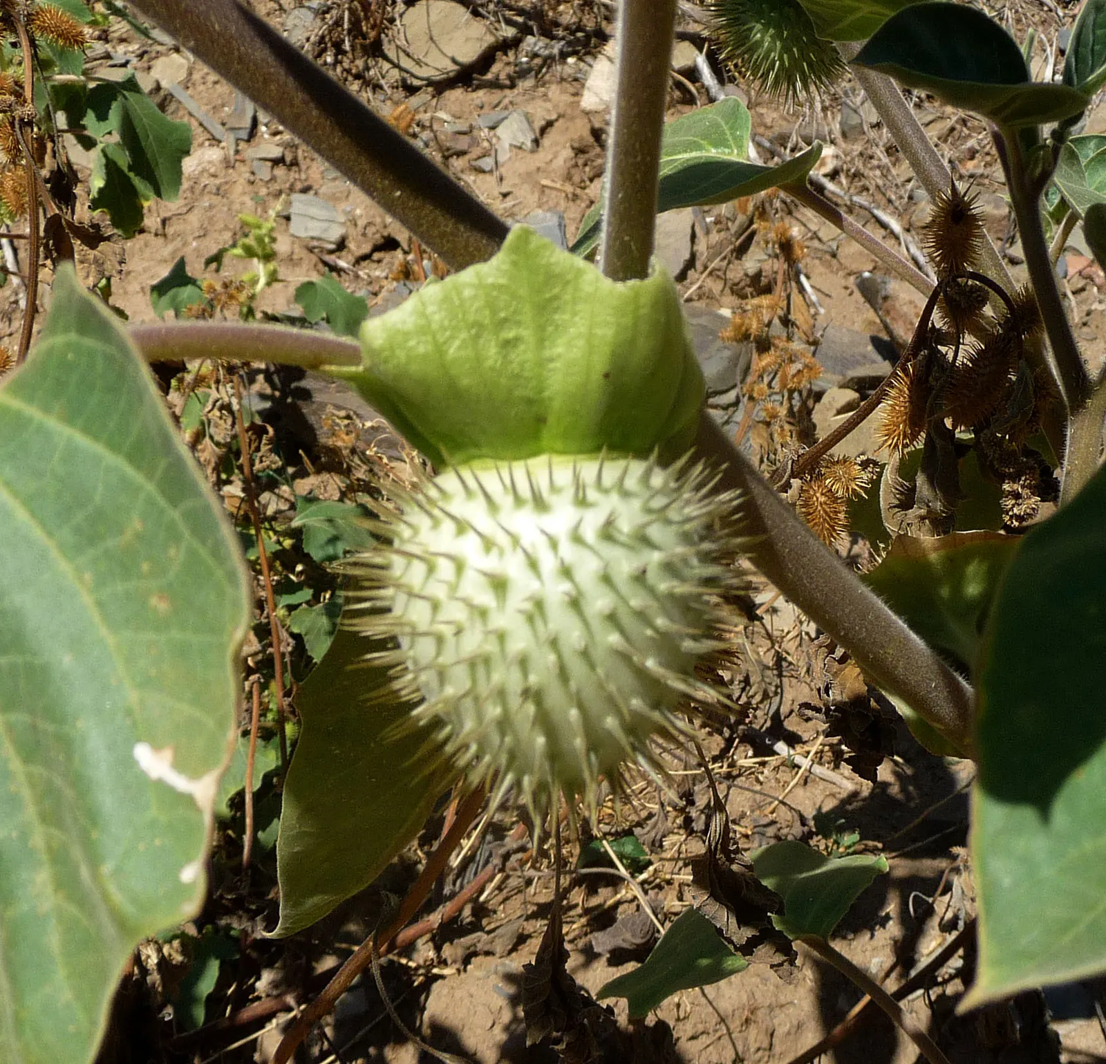 Sacred Datura (Datura wrightii) — scientifically known as Datura wrightii; and while it is tolerant of poor soil quality, image 98