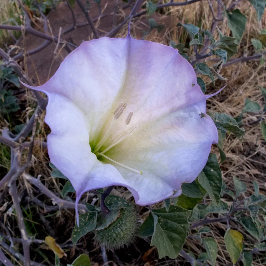 Sacred Datura (Datura wrightii) — scientifically known as Datura wrightii; and while it is tolerant of poor soil quality, image 75