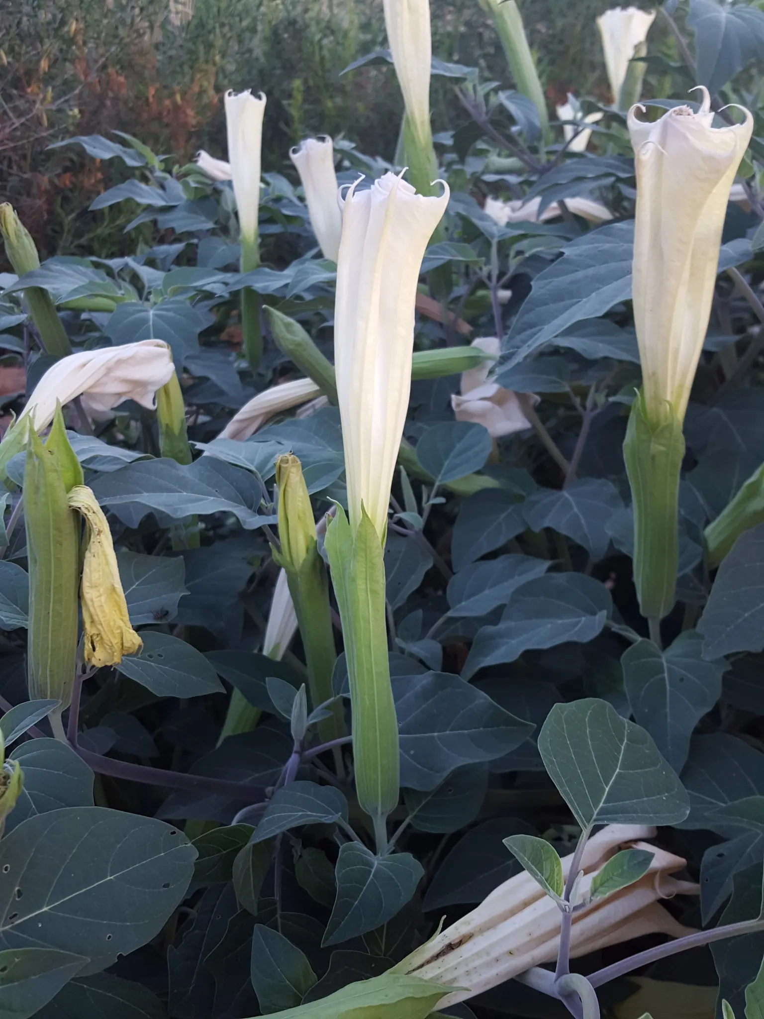 Sacred Datura (Datura wrightii) — Adds dramatic flair to xeriscapes and moon gardens; typically, the blooms are a brilliant white, although subtle shades of