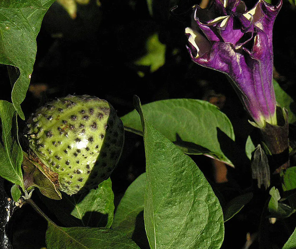 Sacred Datura (Datura wrightii) — moderate fertility will encourage more robust growth