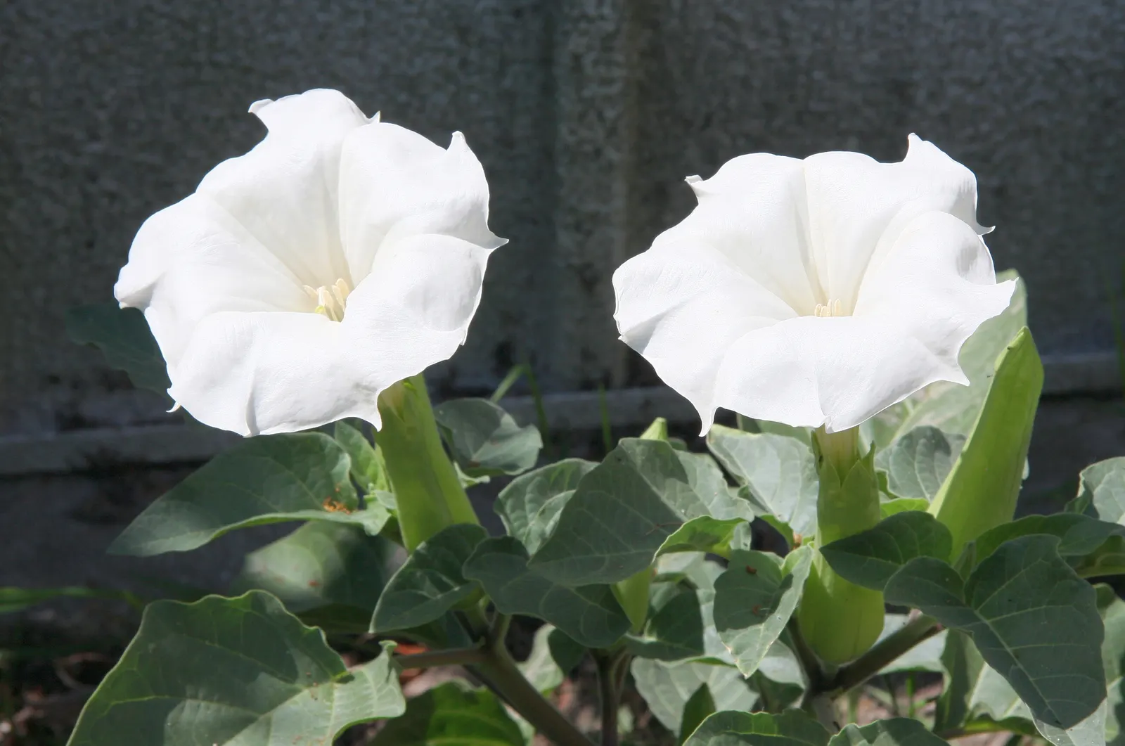 Sacred Datura (Datura wrightii) — moderate fertility will encourage more robust growth; trumpet-shaped white to lavender flowers, image 86