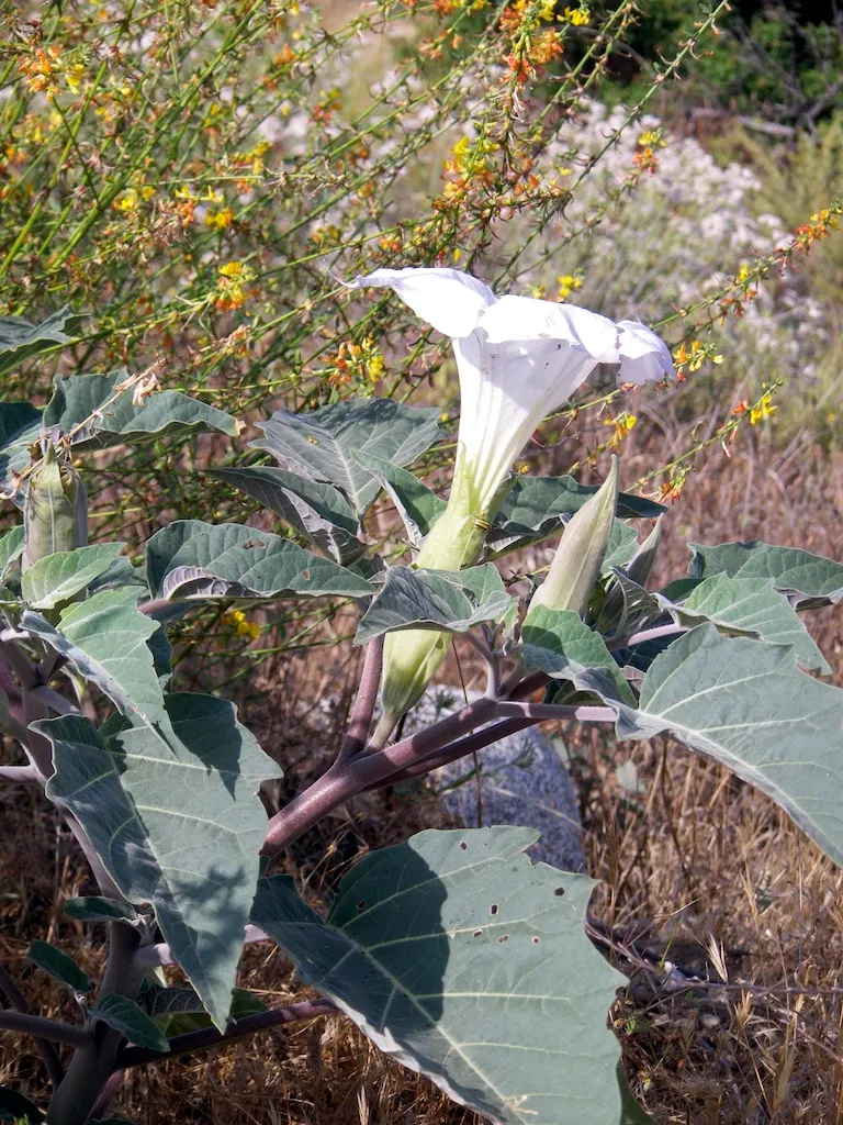 Sacred Datura (Datura wrightii) — Datura wrightii is drought-tolerant