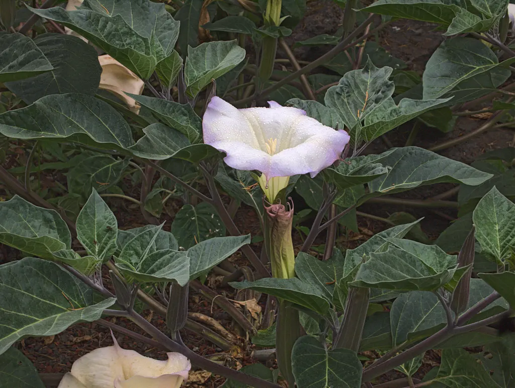 Sacred Datura (Datura wrightii) — ground cover / vine with white blooms; all parts of the plant contain poisonous alkaloids that can be harmful if ingested
