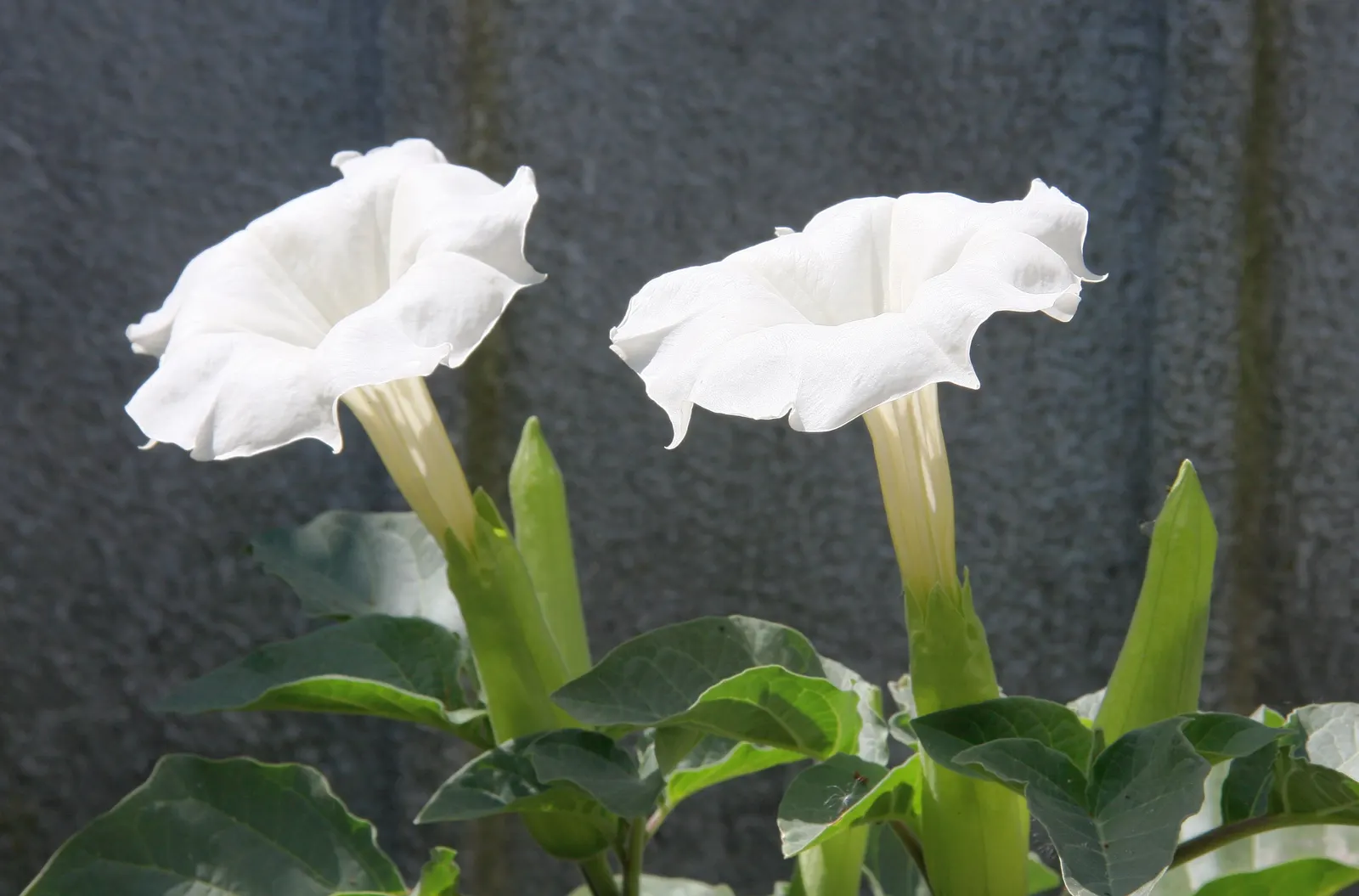 Sacred Datura (Datura wrightii) — white flowers in the garden; scientifically known as Datura wrightii, image 90