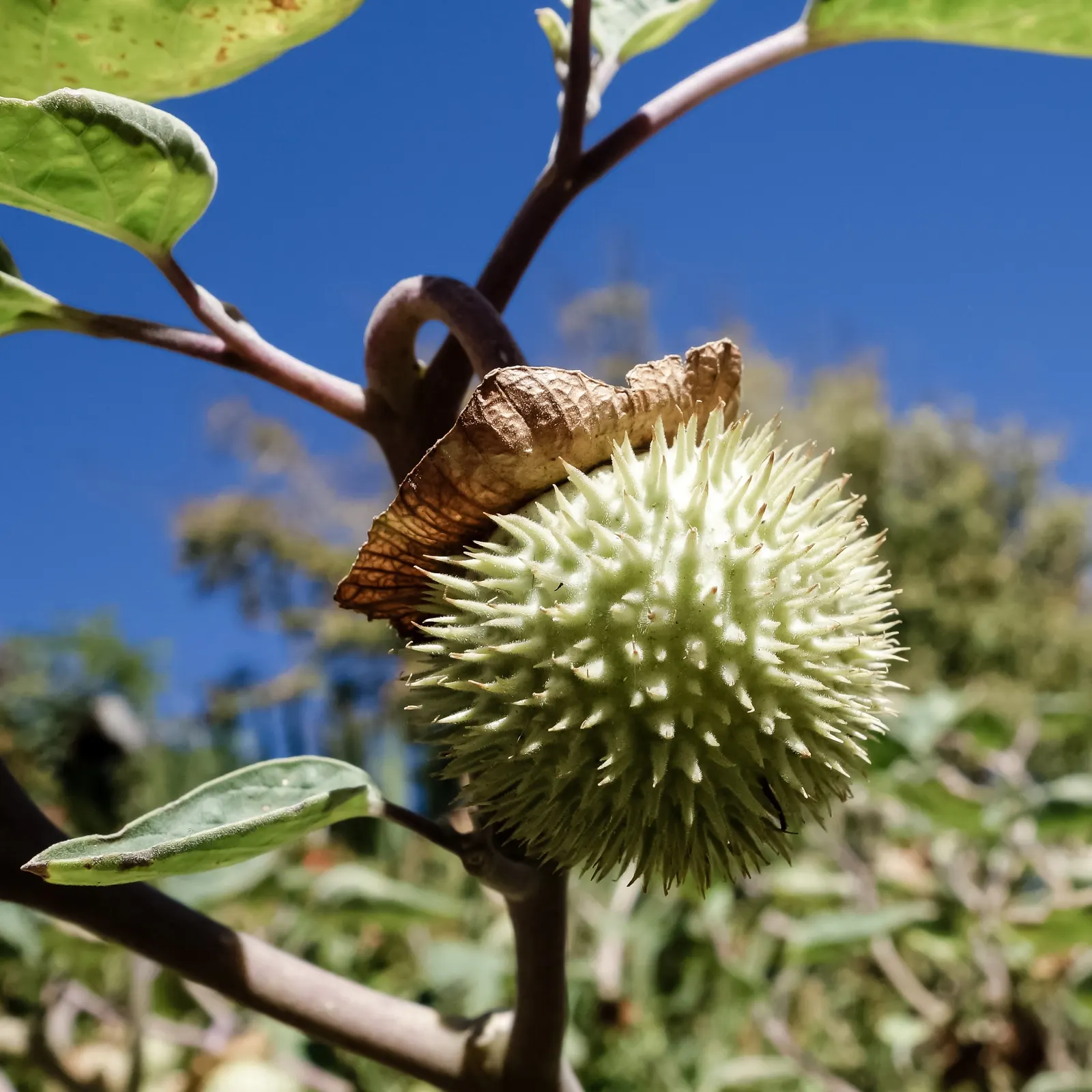 Sacred Datura (Datura wrightii) — It boasts large, trumpet-shaped flowers that exude an intense fragrance, primarily during the evening hours; is a resilient