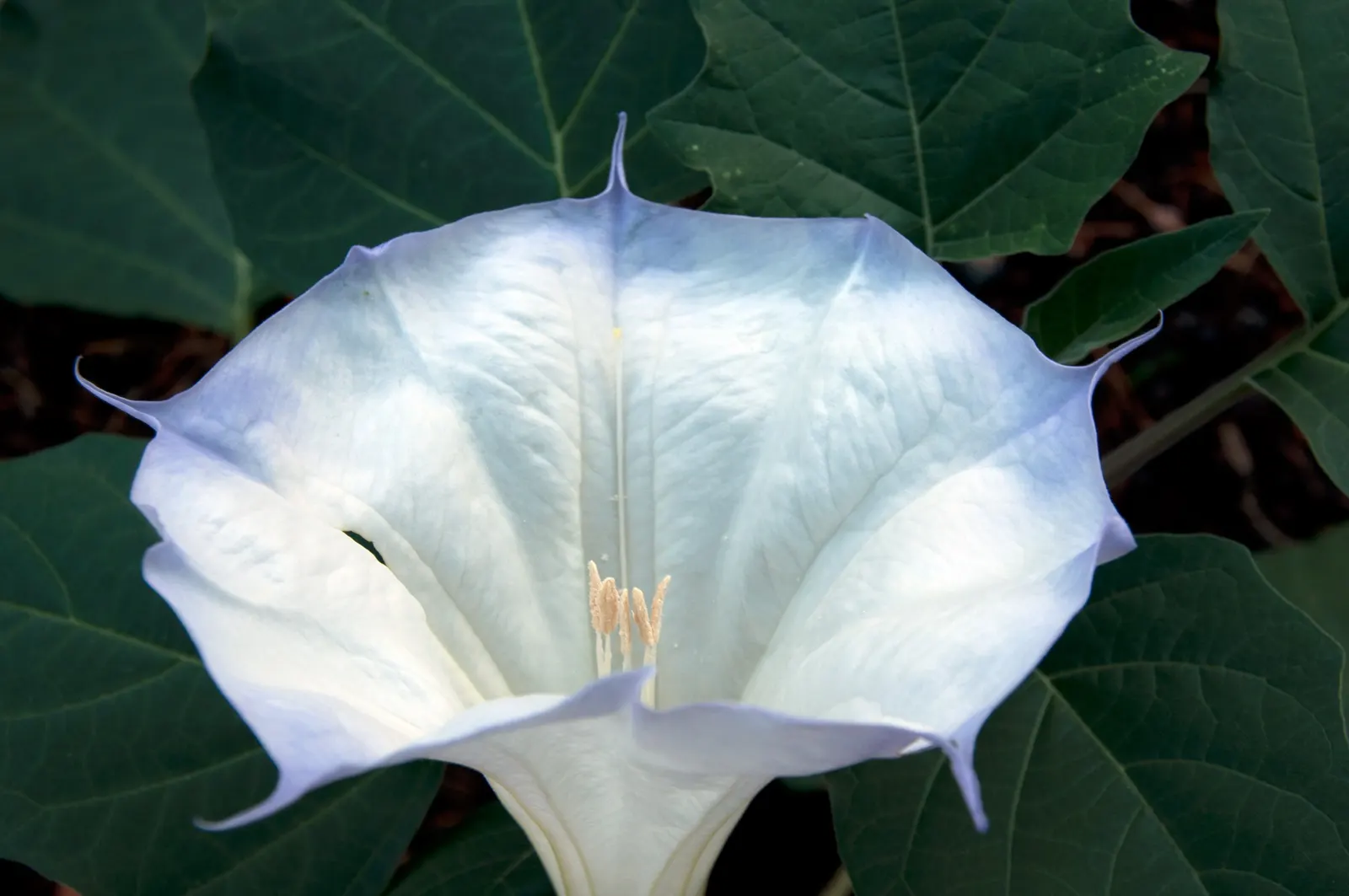 Sacred Datura (Datura wrightii) — This night-bloomer is drought-tolerant, prefers full sun, and thrives in USDA zones 9-11; the plant typically, image 49